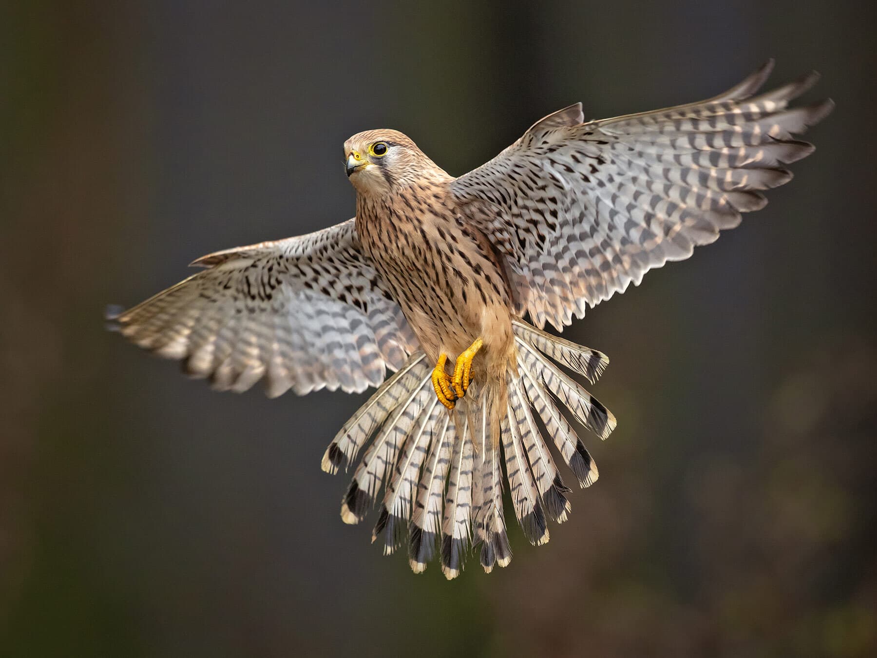 Common kestrel in flight