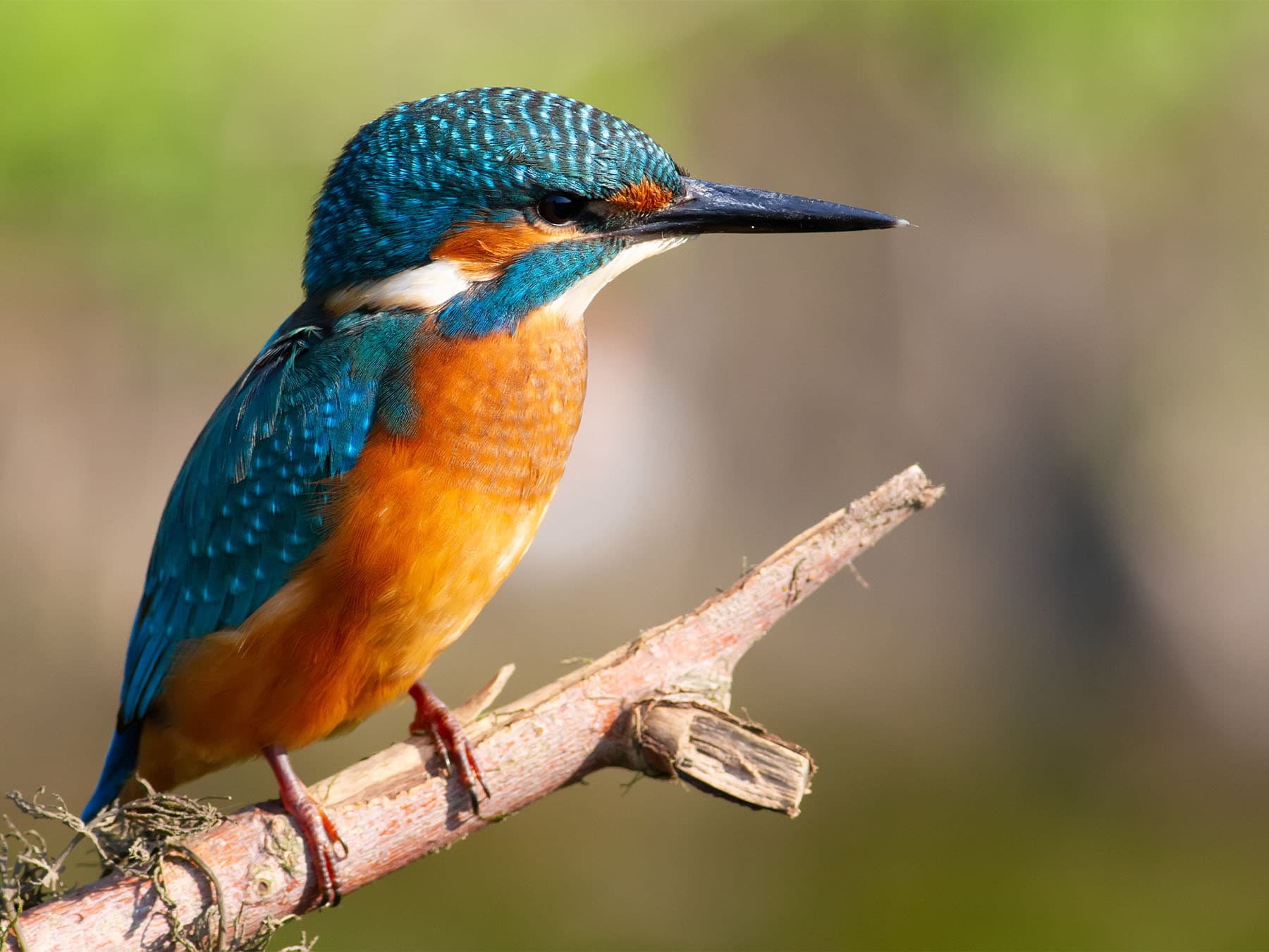 Common kingfisher perching on branch
