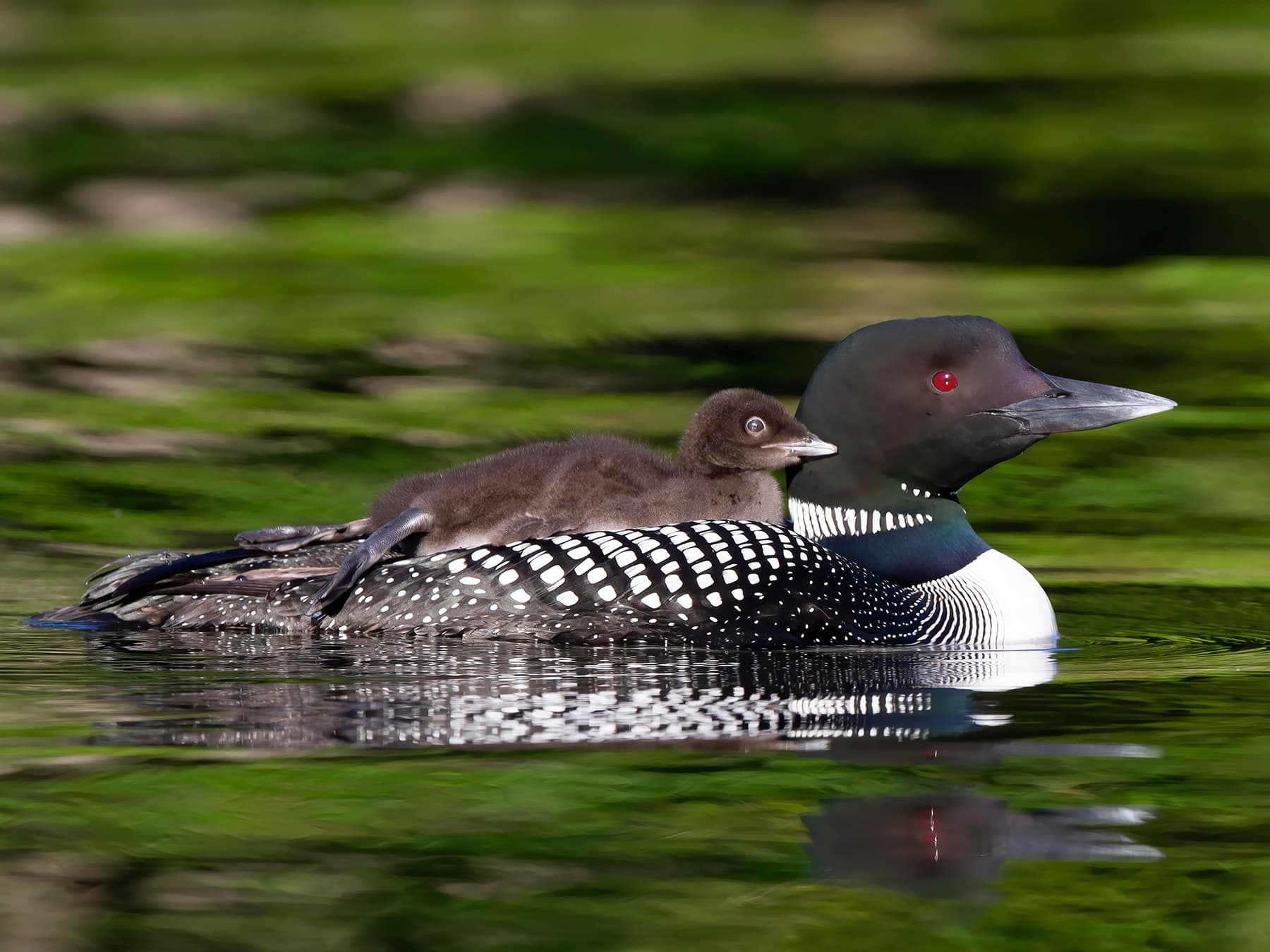 Common loon chick on back