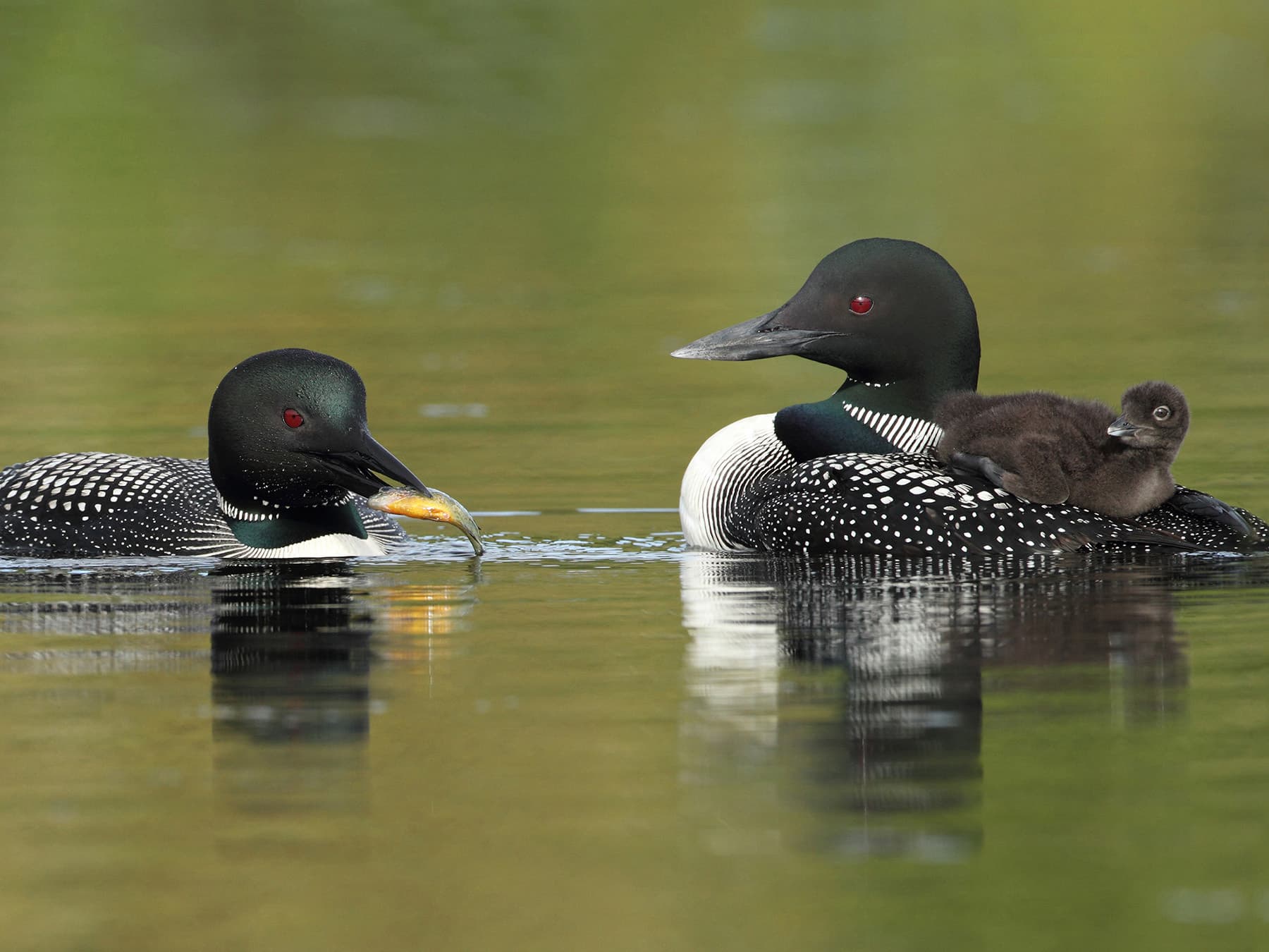 Common loon family