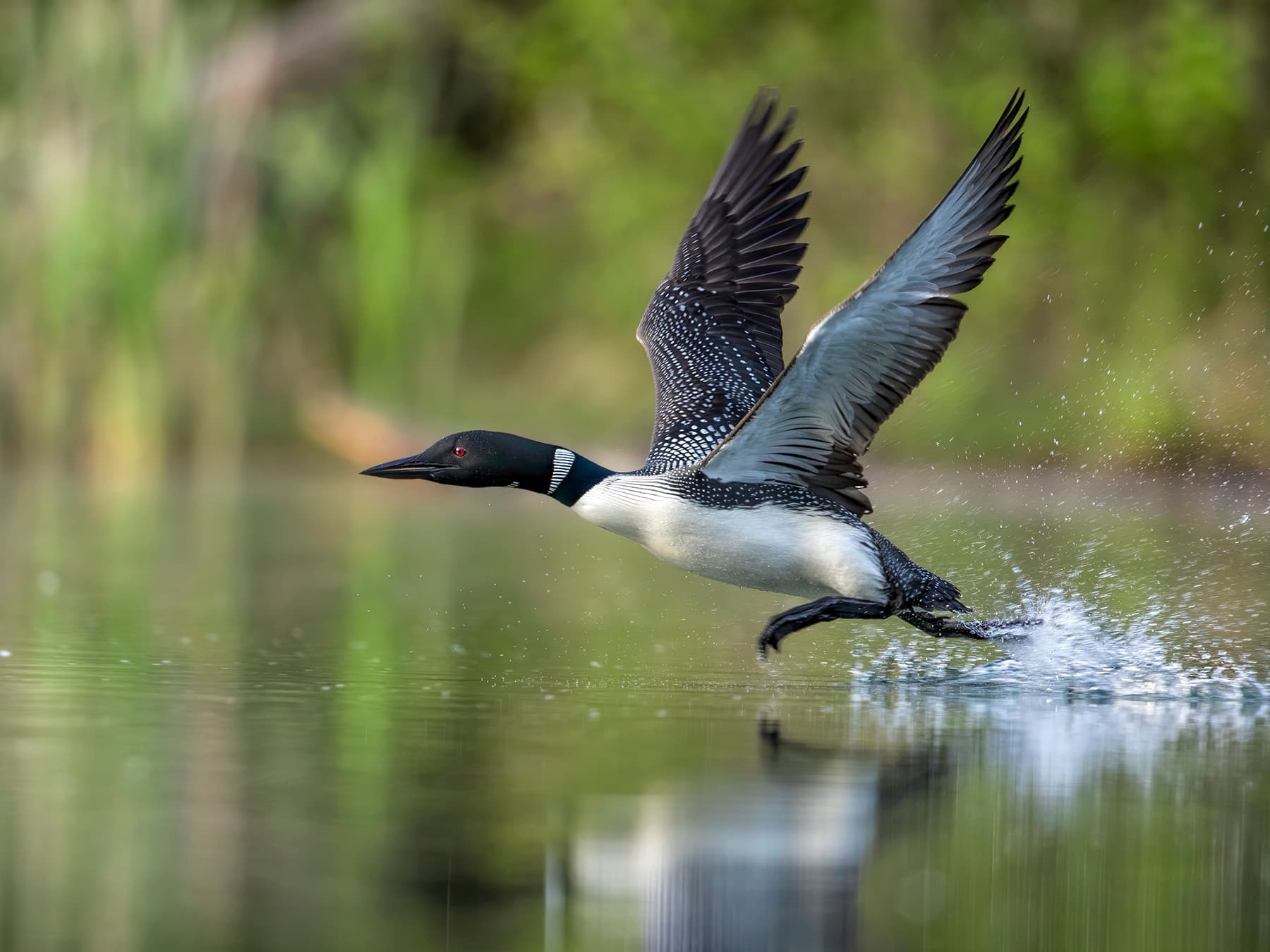 Common loon flight