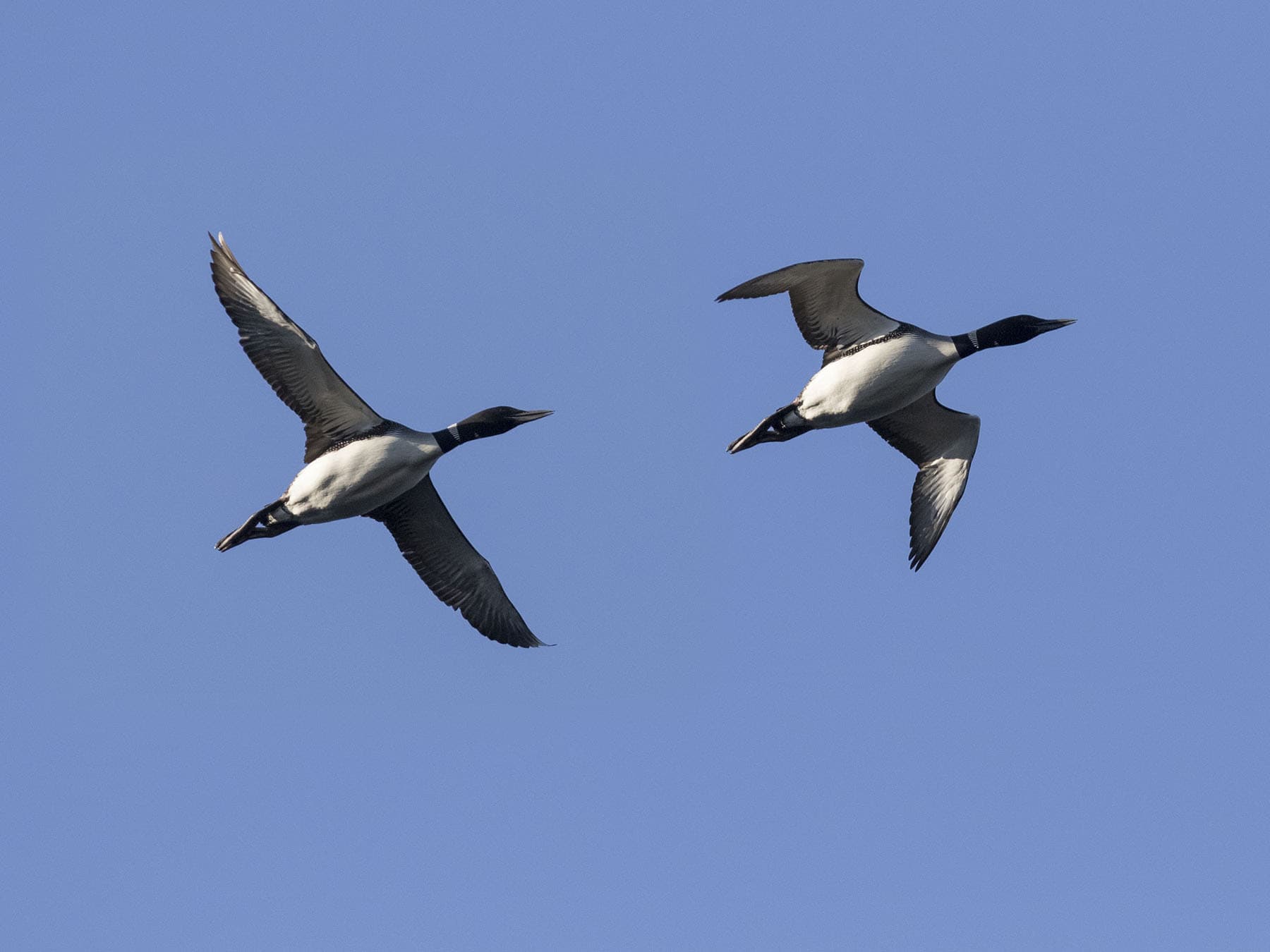 Common loon pair in flight