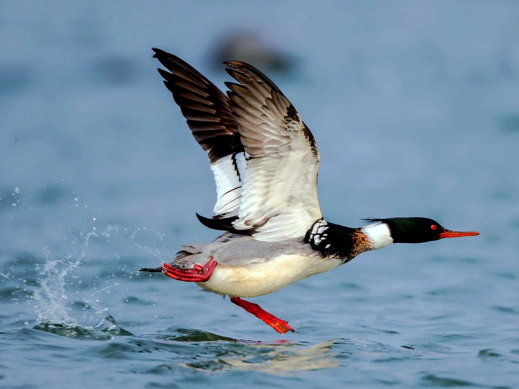 Common merganser running on lake to take off
