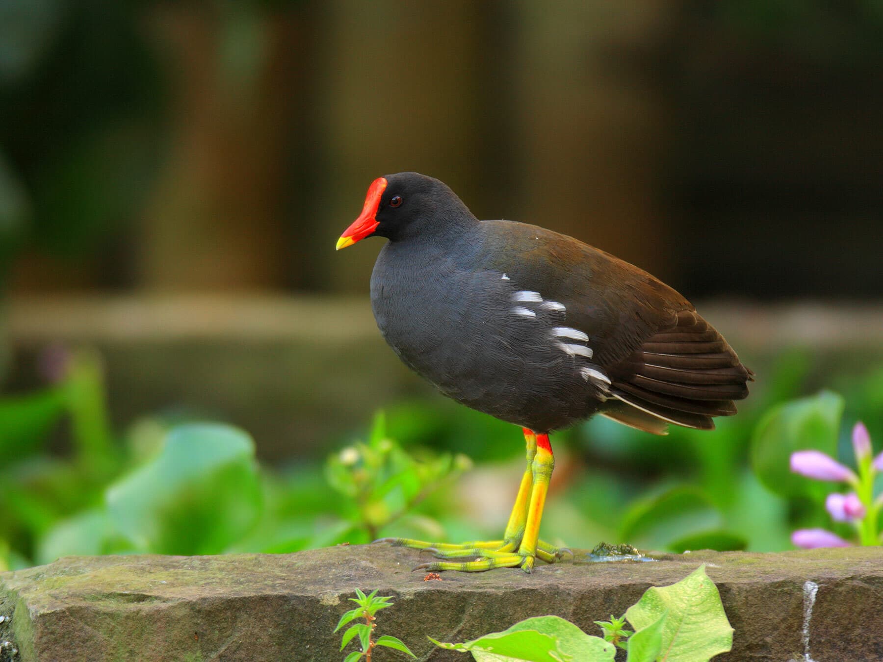 Common moorhen standing