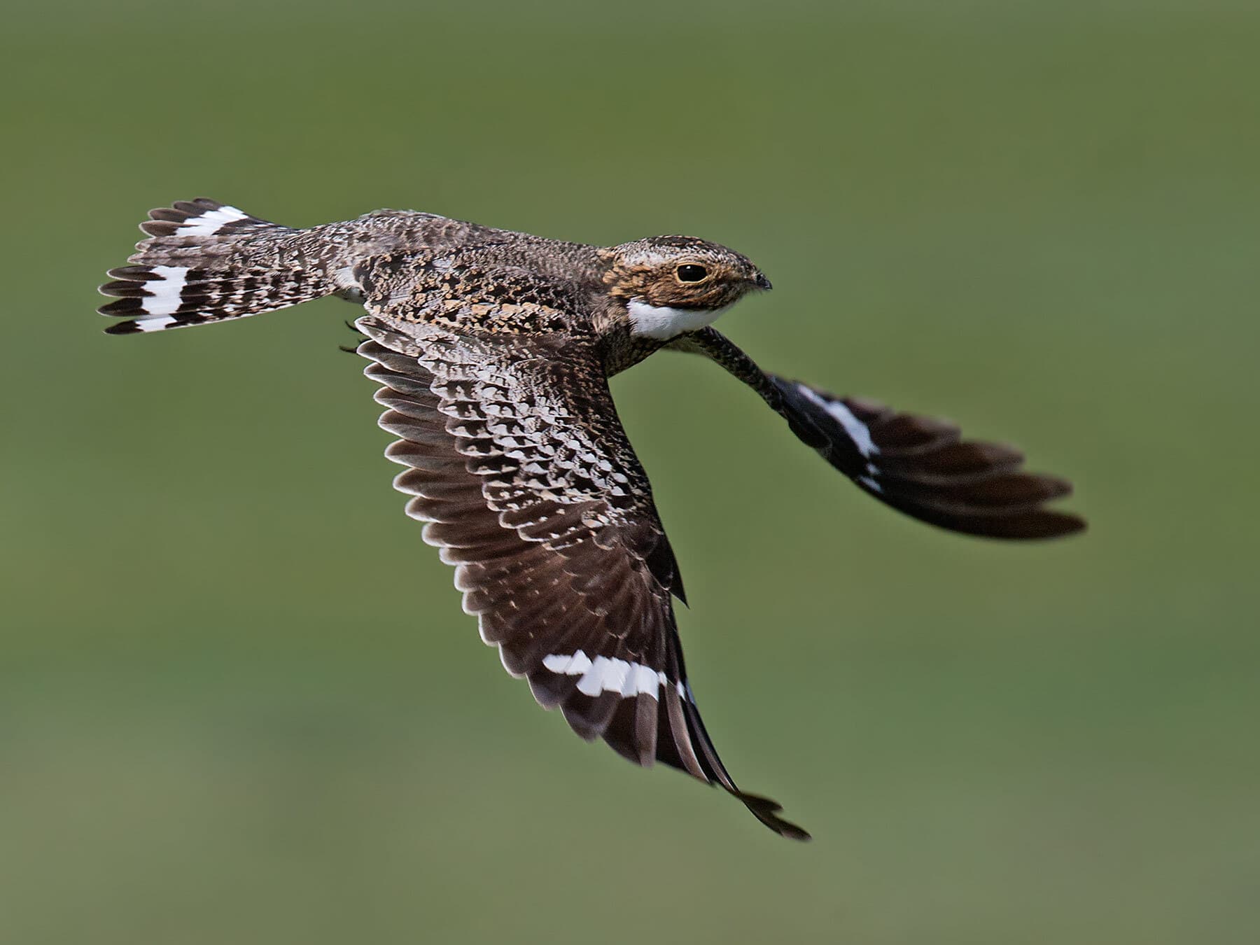 Common nighthawk