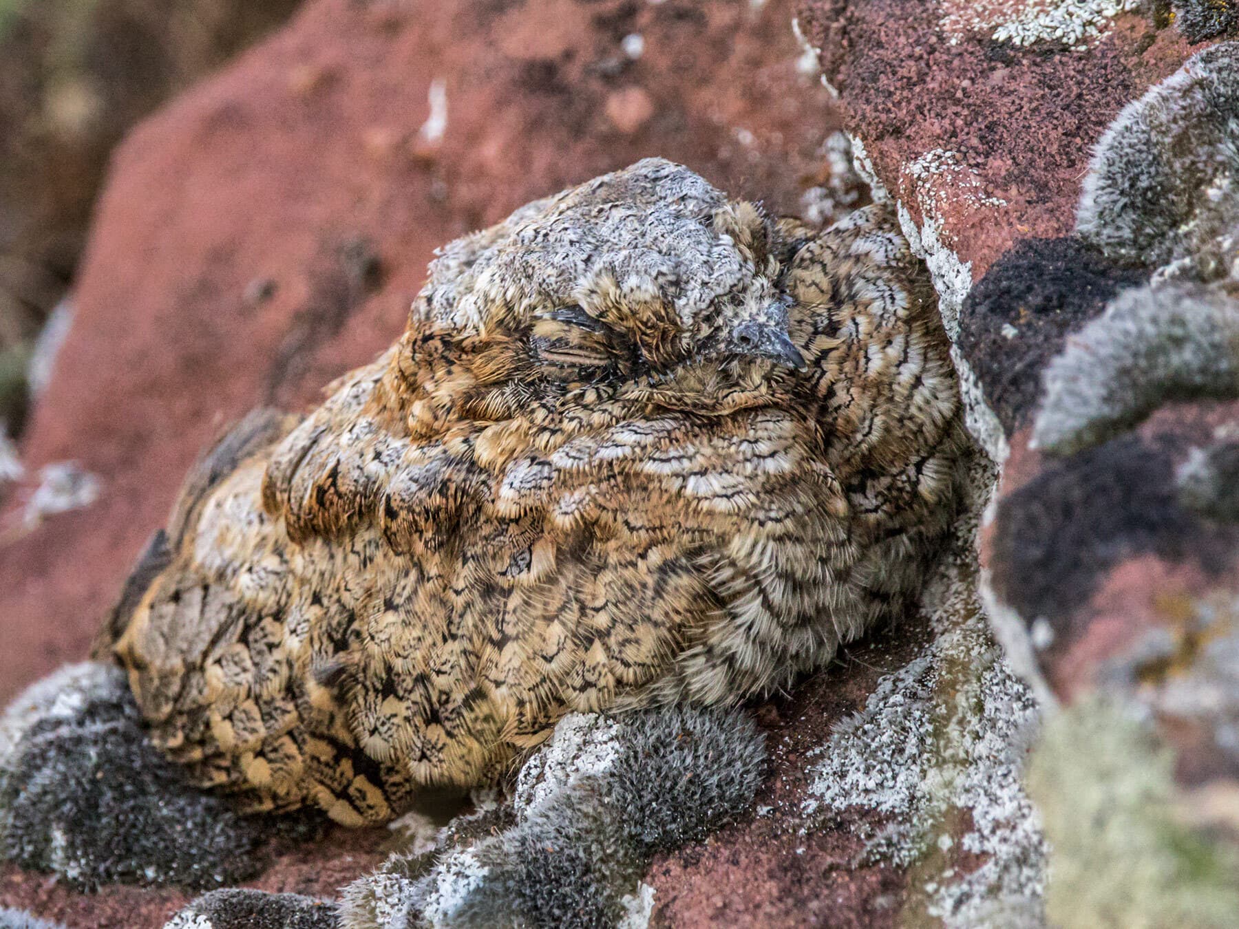 Common poorwill