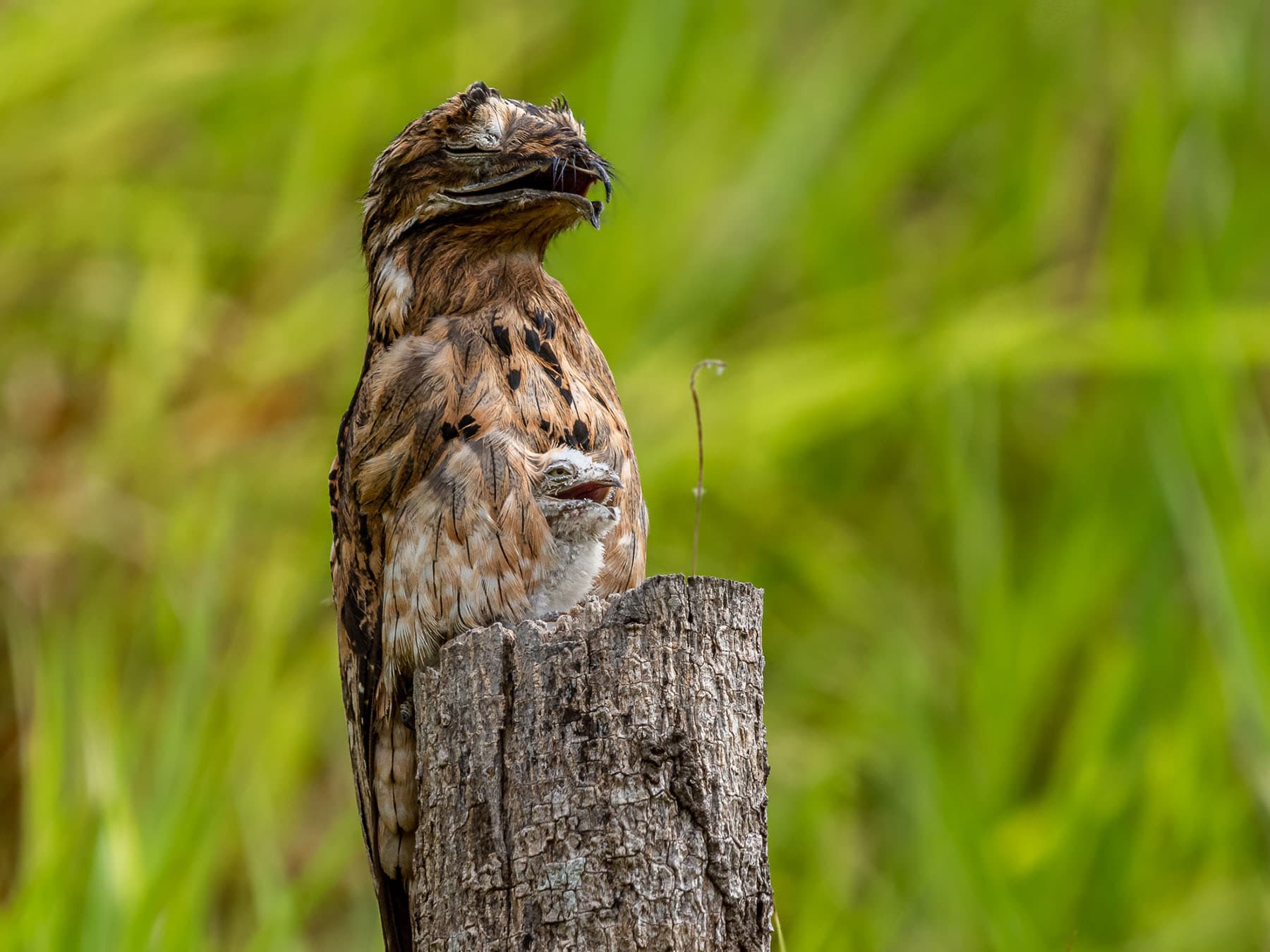 Common Potoo perched on a tree stump