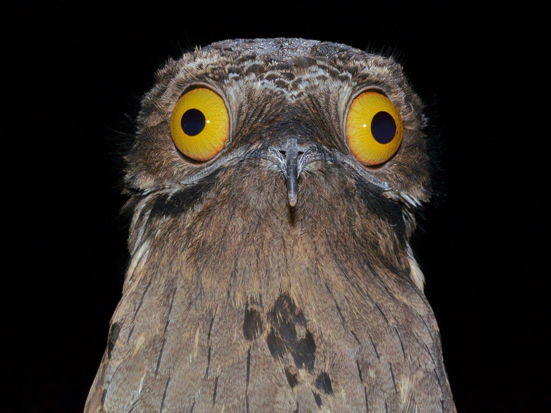 Common Potoo