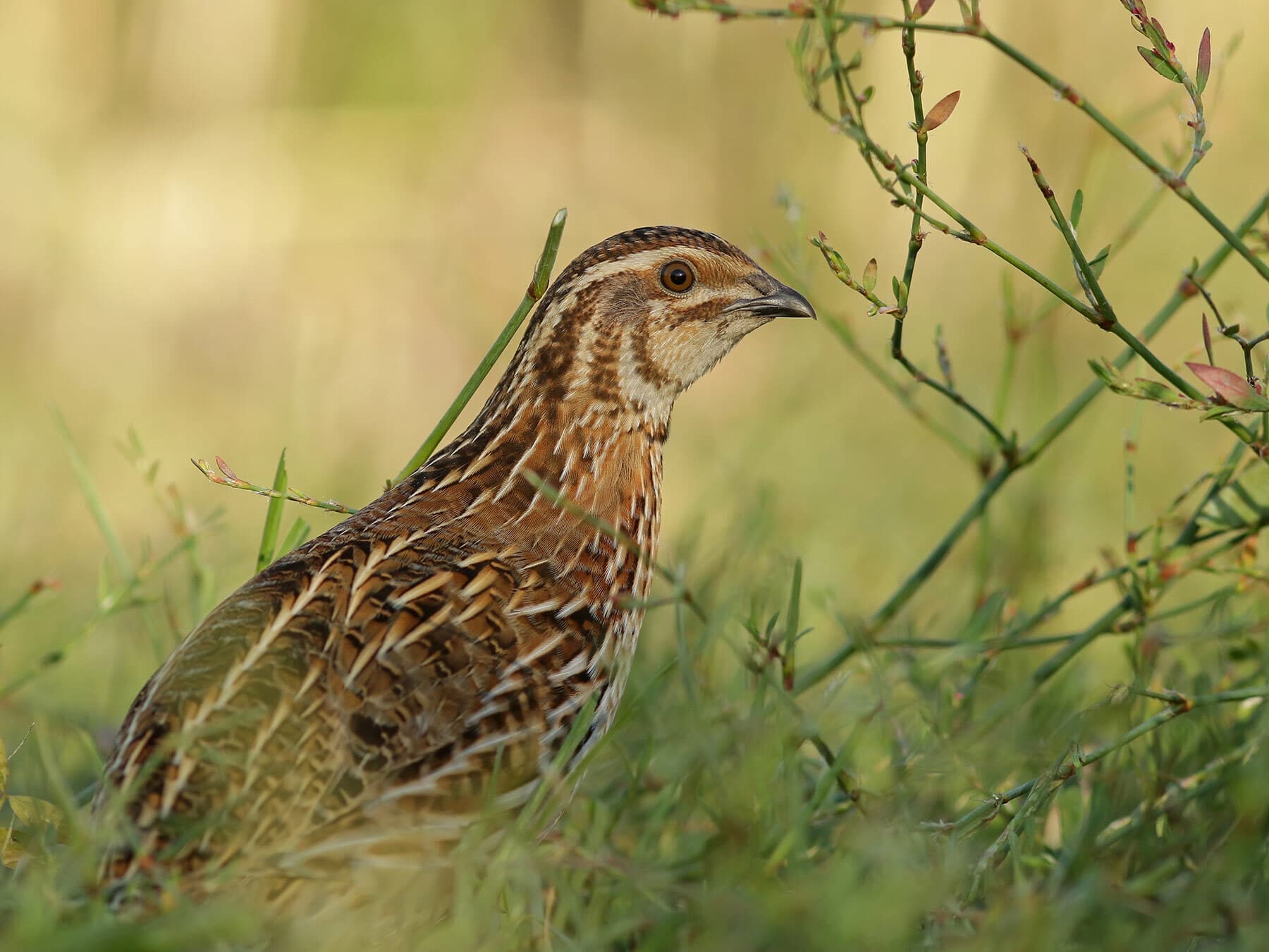 Common quail in grass