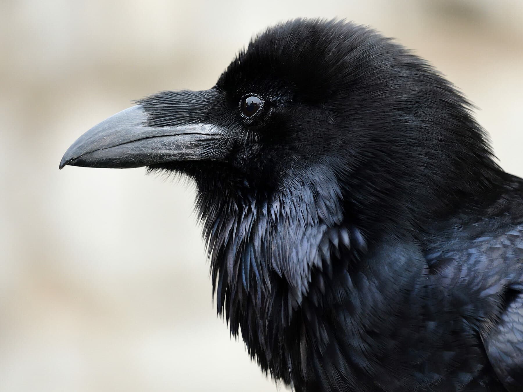 Common Raven close up