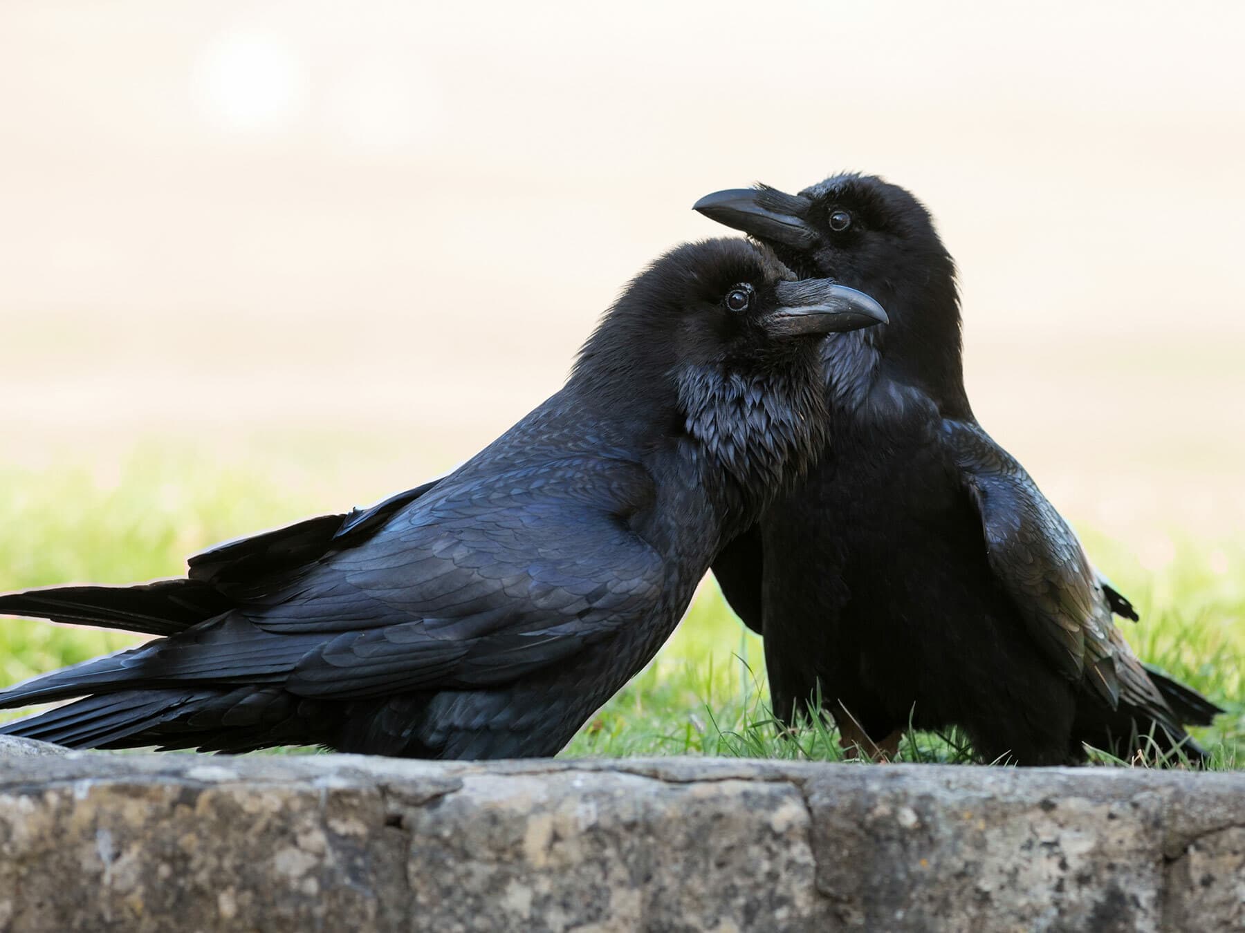 A pair of Common Ravens interacting on a branch