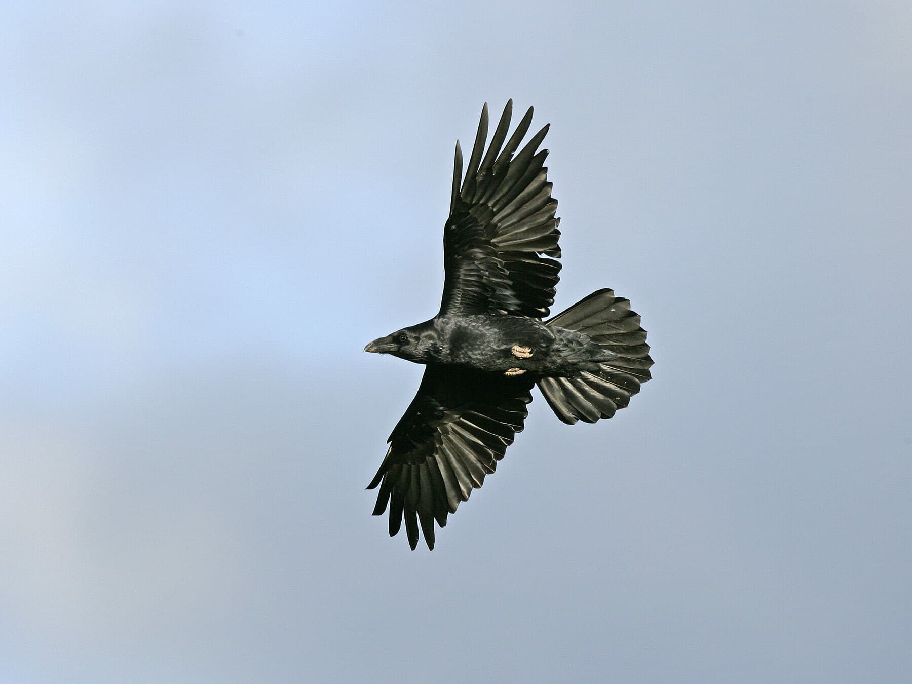 A Common Raven in flight against a blue sky
