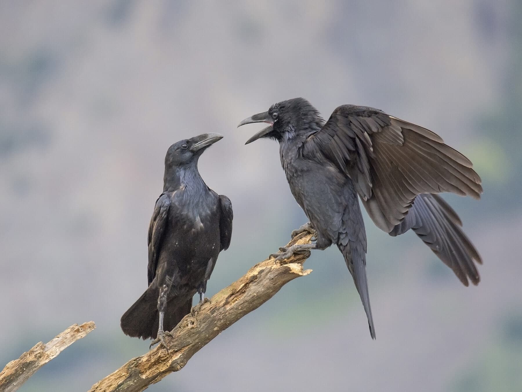 Common raven pair