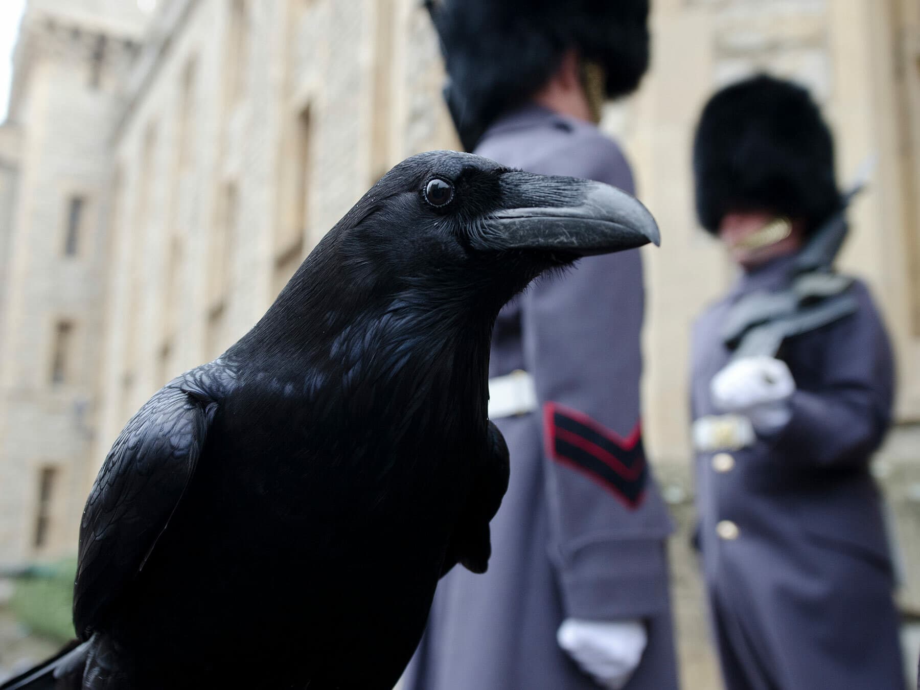 Common Raven at the Tower of London