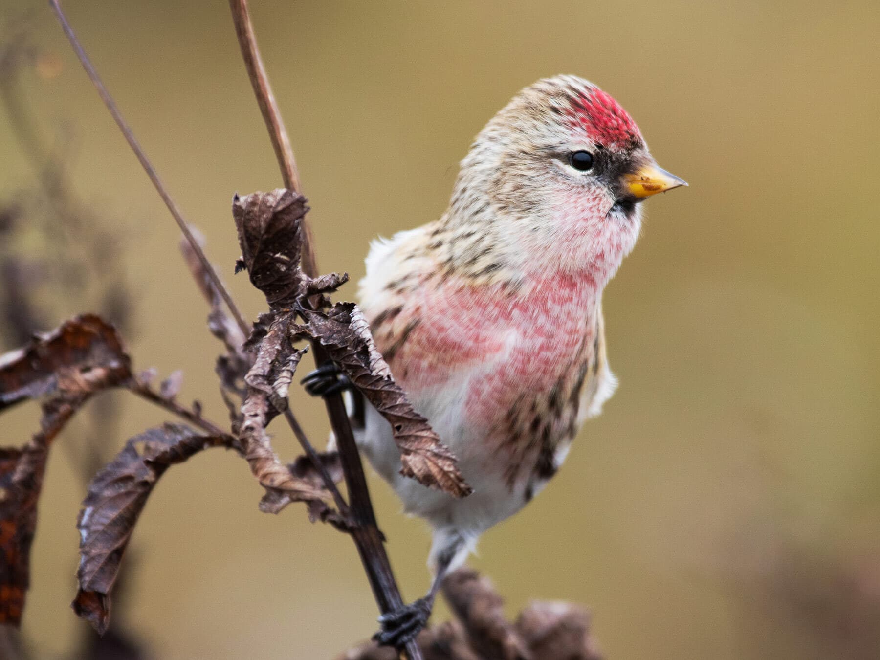 Common redpoll close