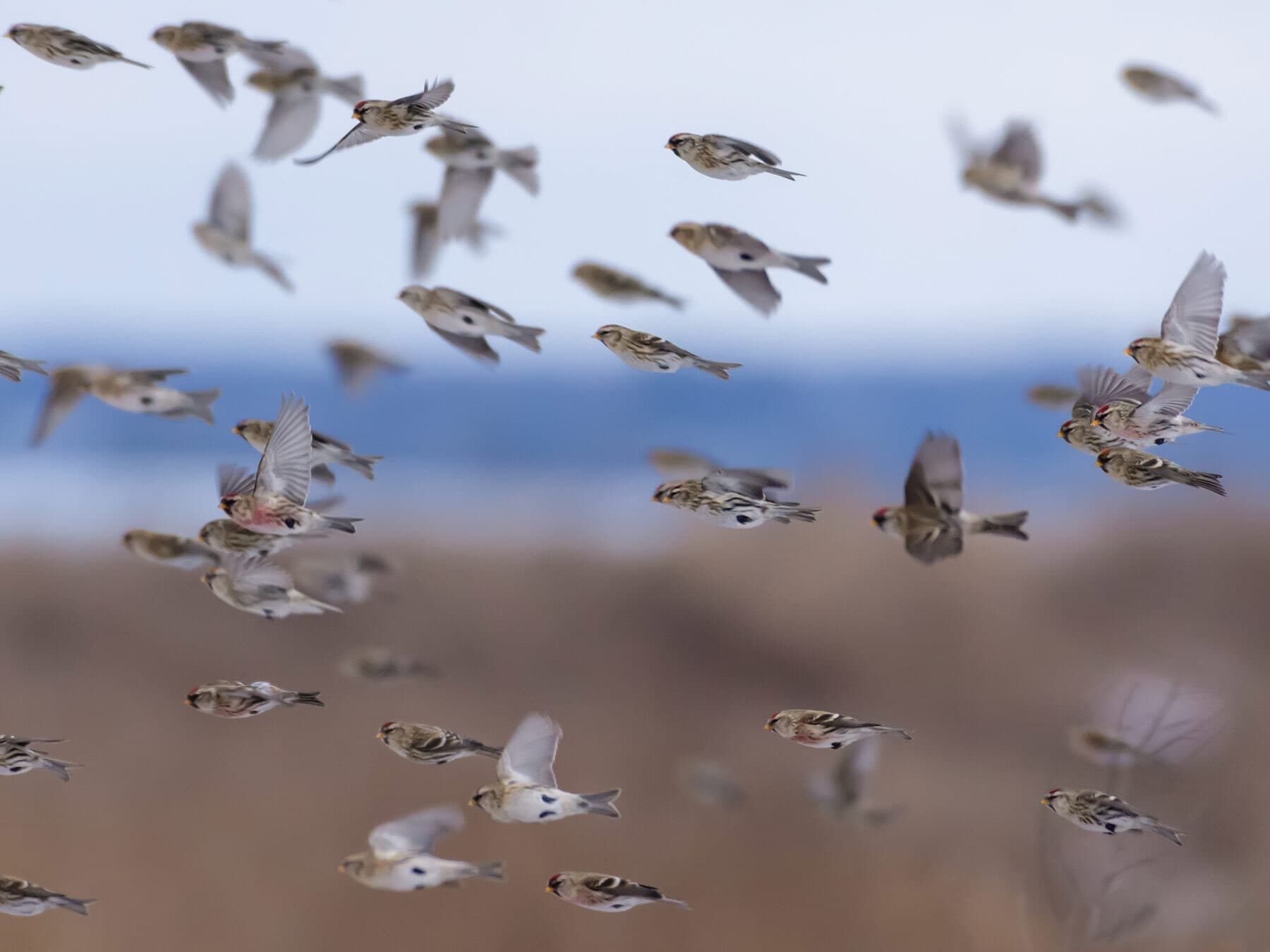 Common redpoll flock
