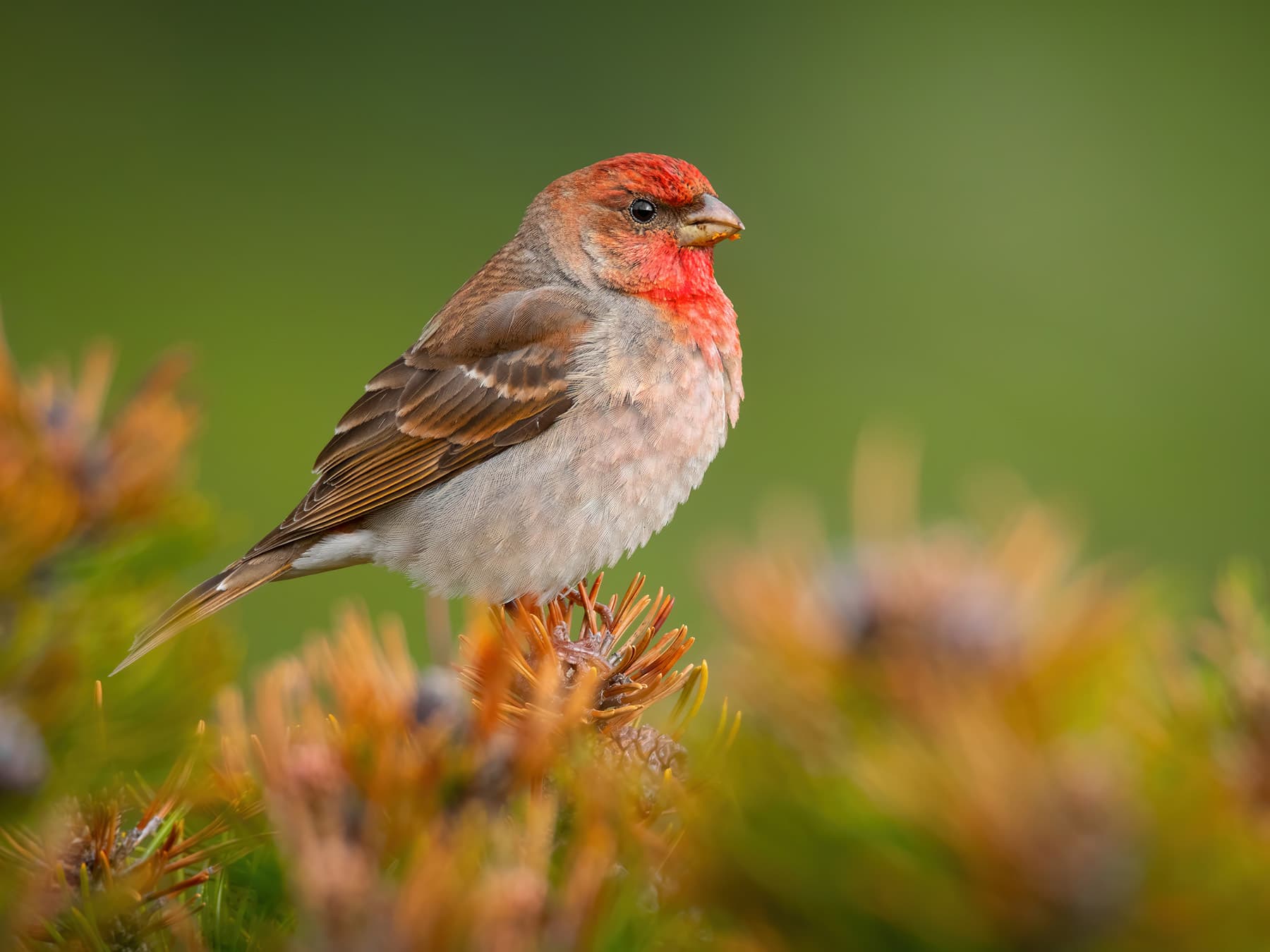Common Rosefinch