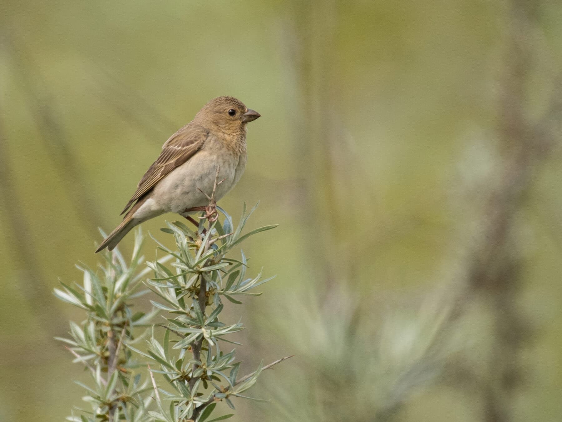 A perched female common rosefinch