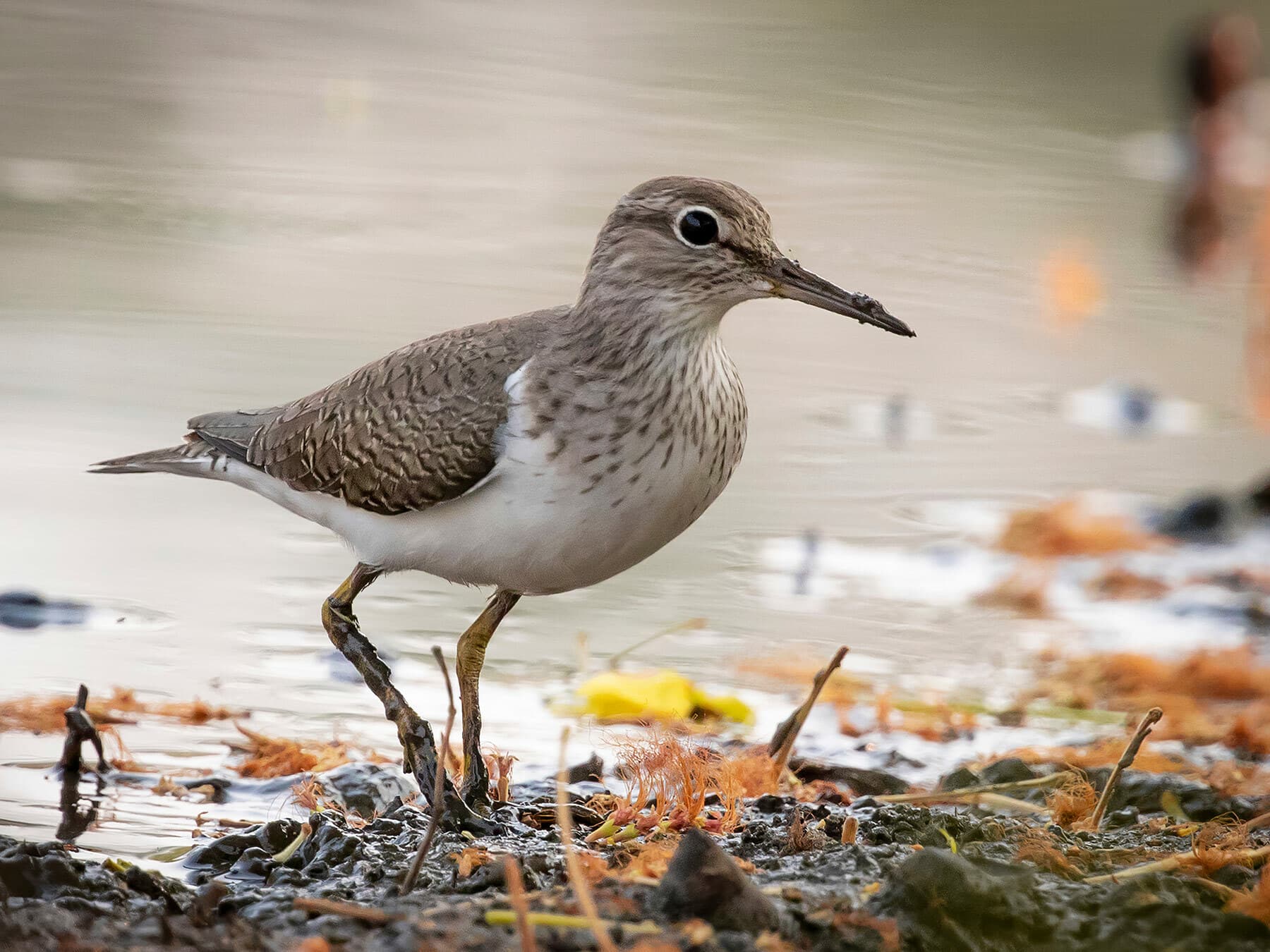 Common sandpiper 1