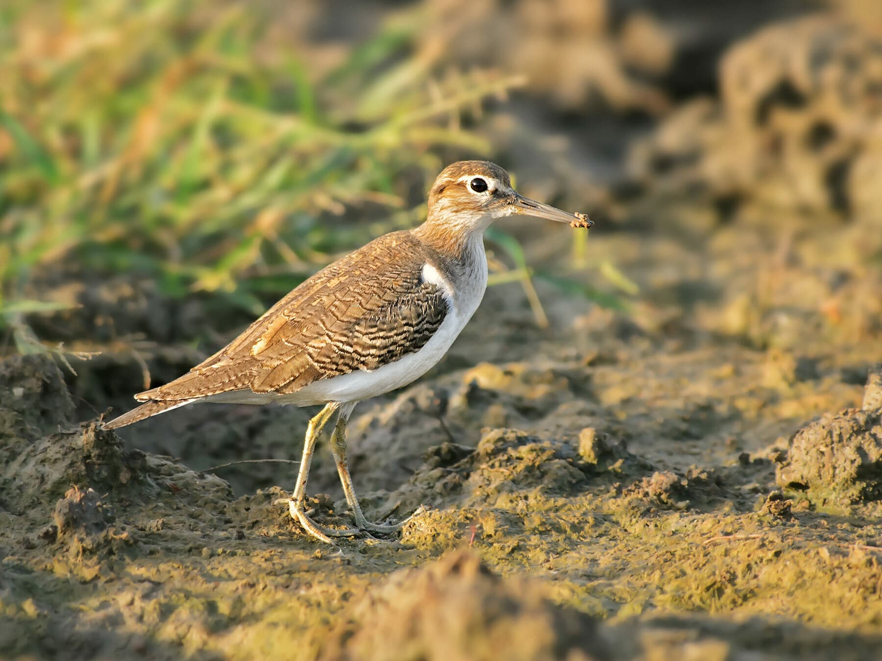 Common sandpiper 2