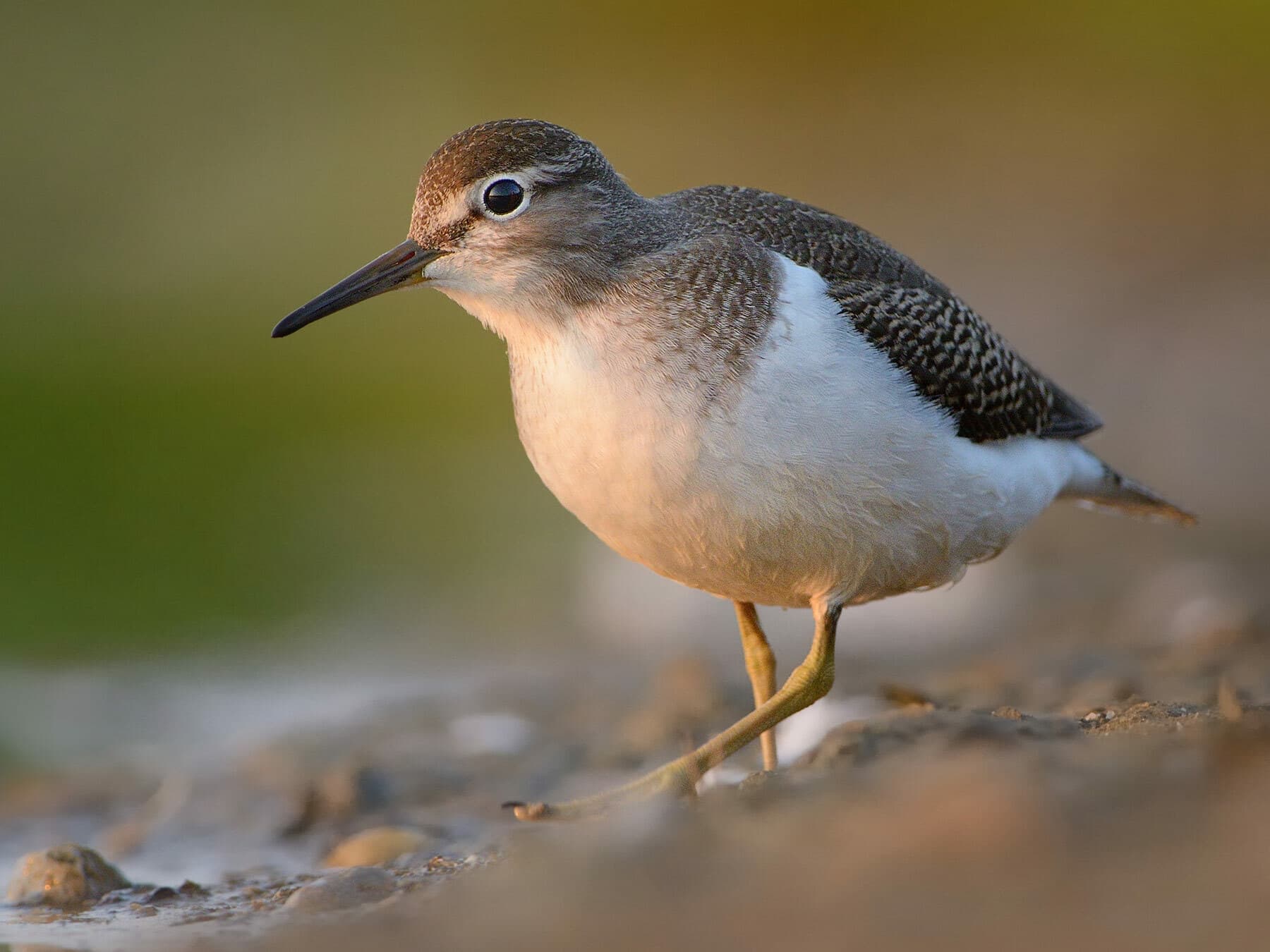 Common sandpiper 3