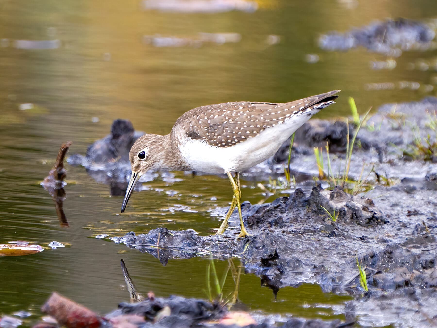 Common sandpiper foraging