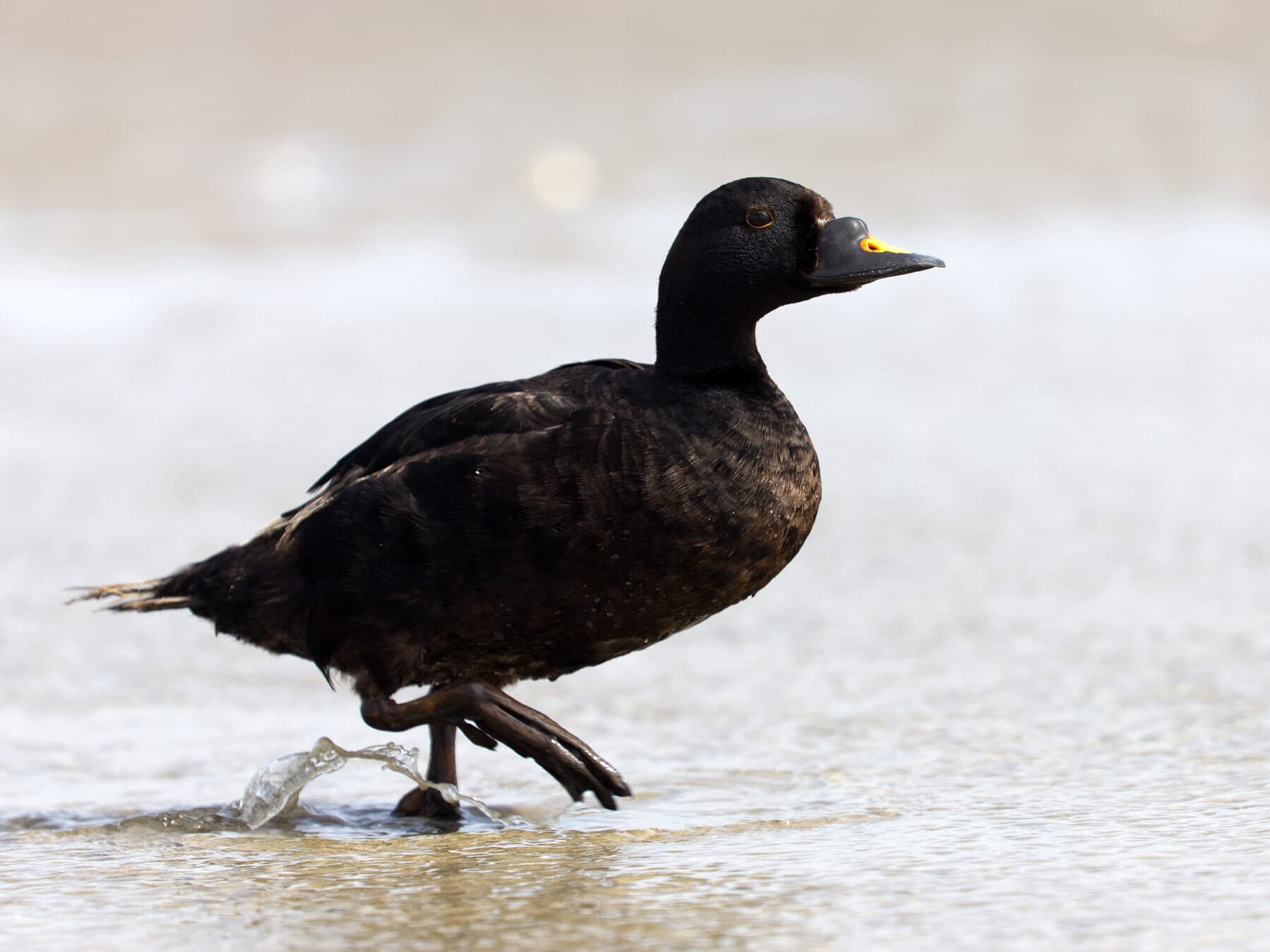 A Common Scoter