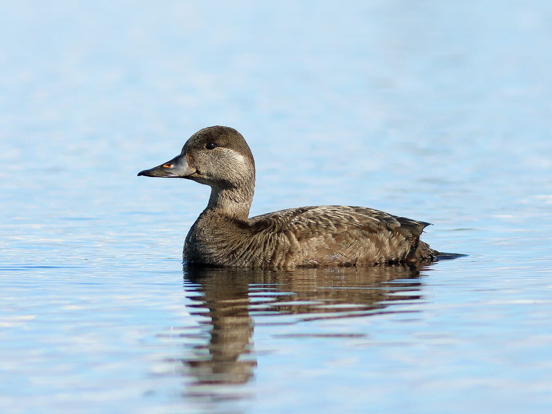 Common Scoter swimming in the water