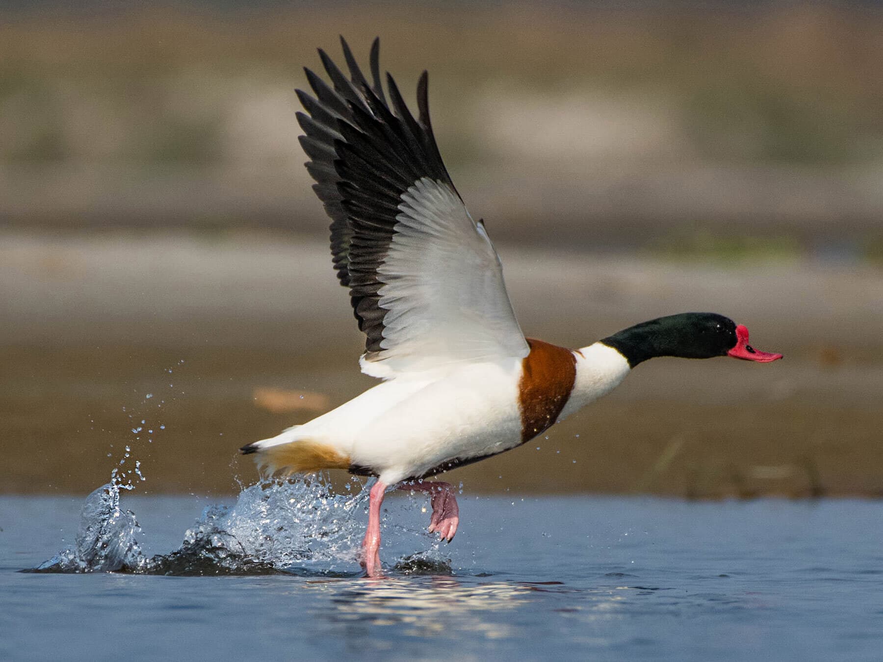 Common shelduck taking off