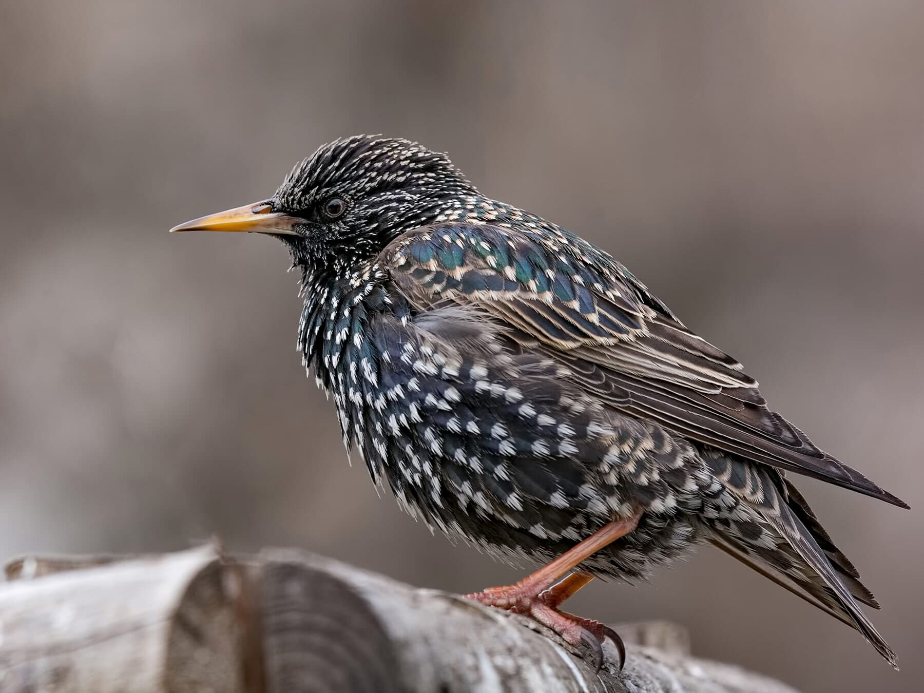Common starling perched