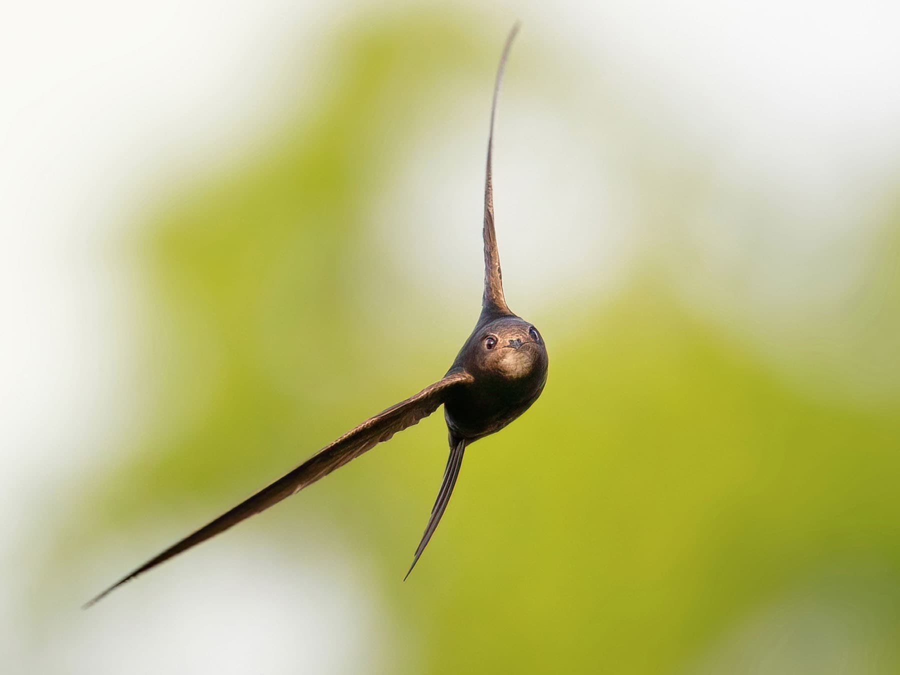 Common swift hunting