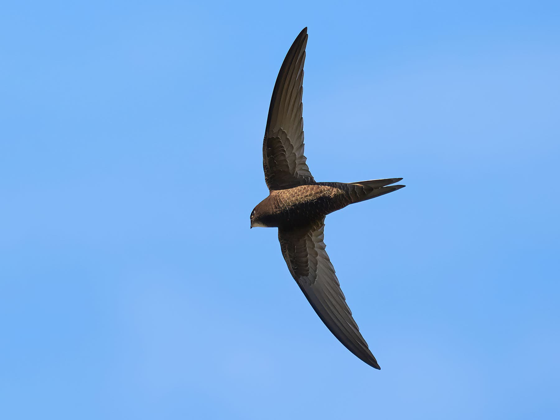 Common swift in flight