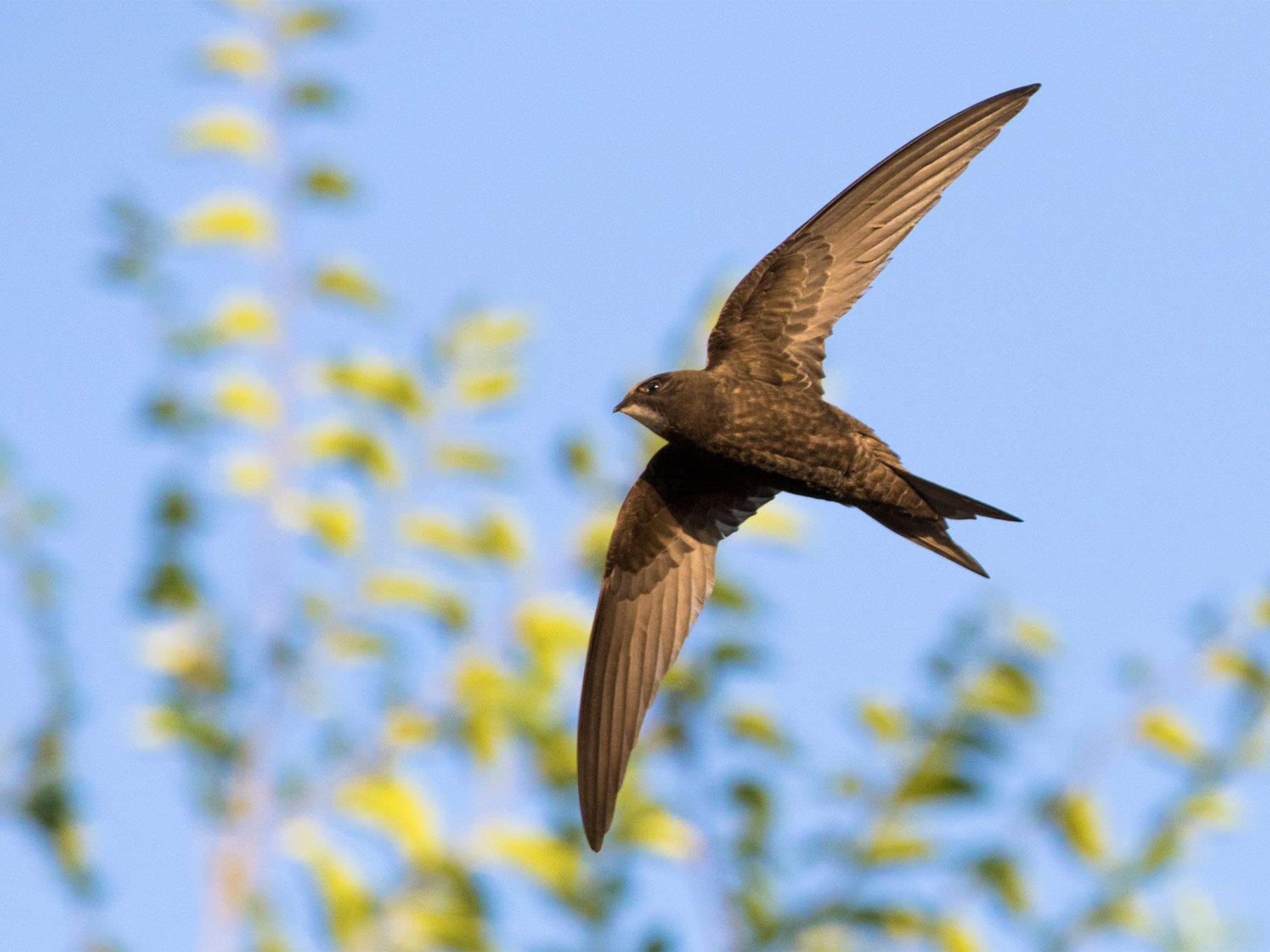 Common swift in flight