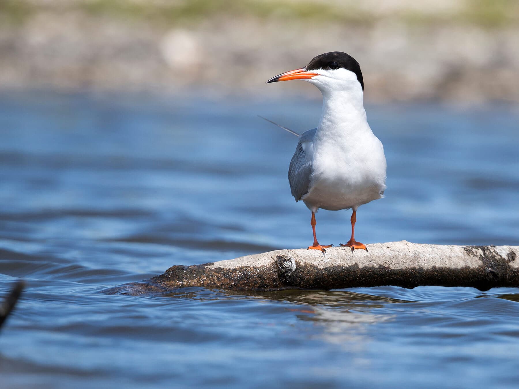 Common Tern stood on branch in water