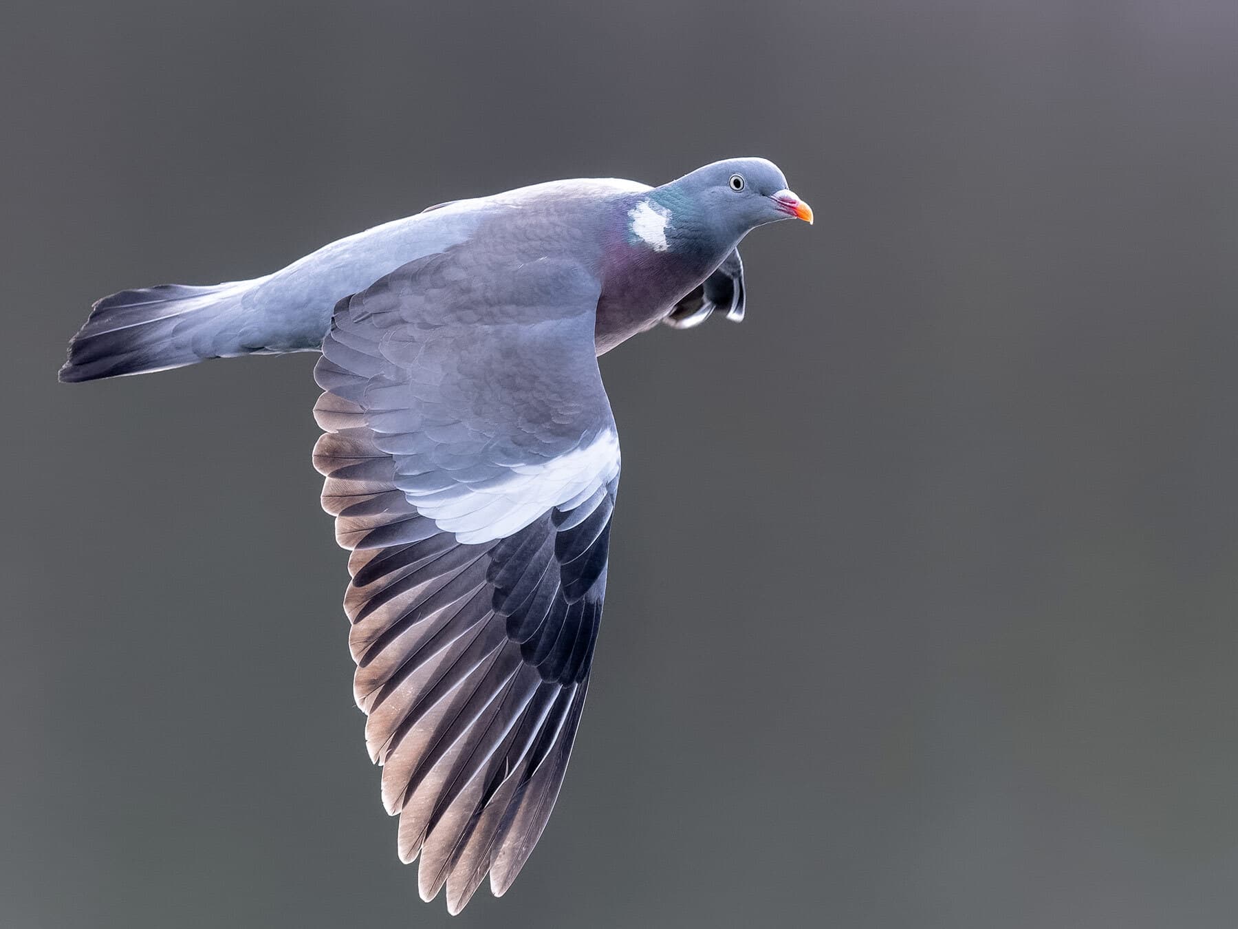 A Woodpigeon in flight, showing the white band across the wing and the dark band at the tip of the tail