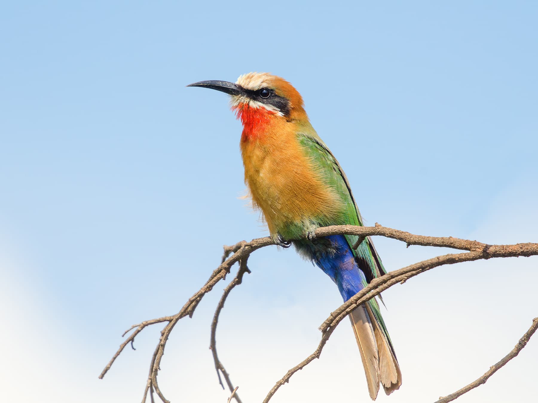 Cooperative Breeding and Communities