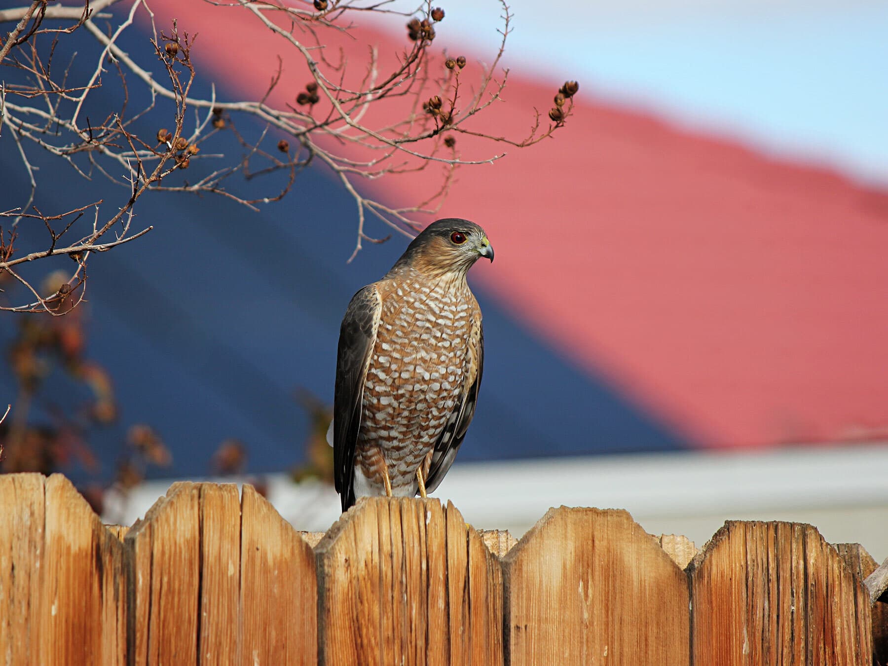 Coopers hawk backyard