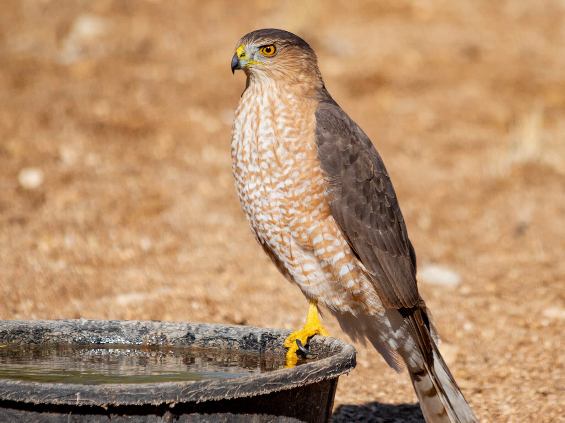 Coopers hawk close up