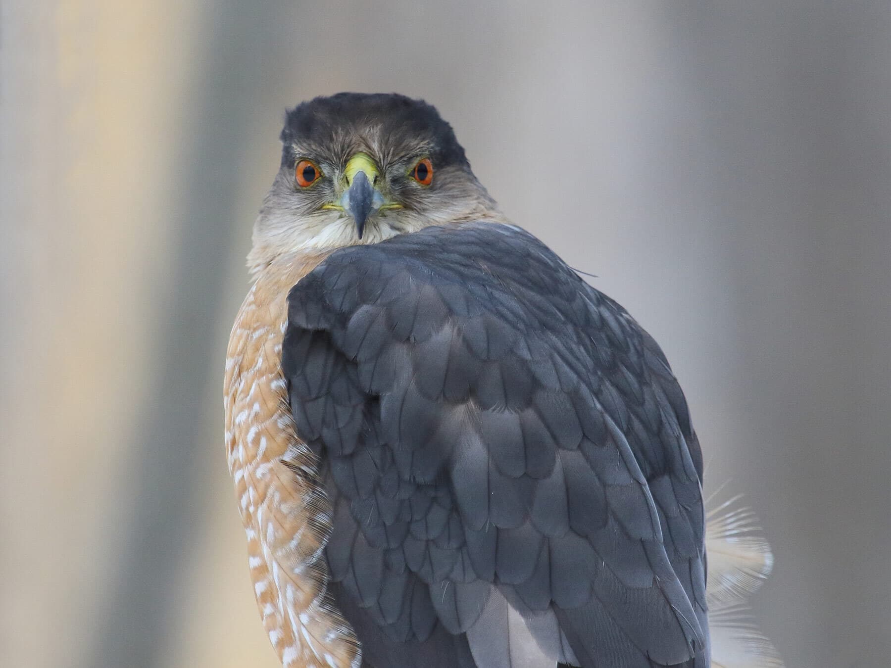 Coopers hawk close up