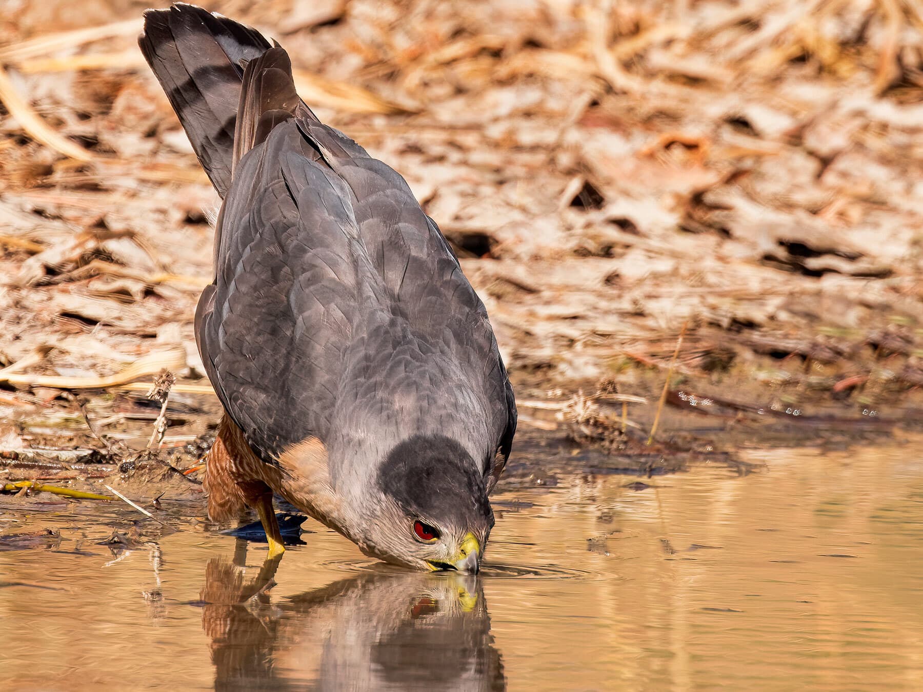 Coopers hawk drinking water