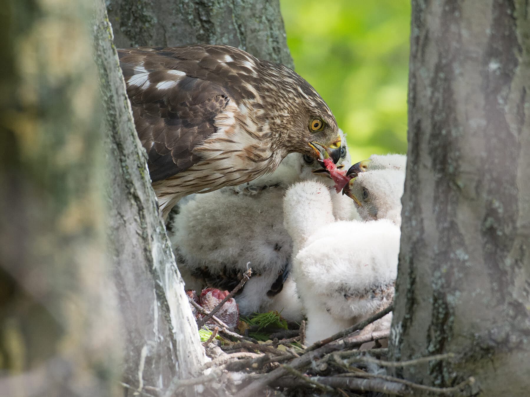 Coopers hawk feeding chicks