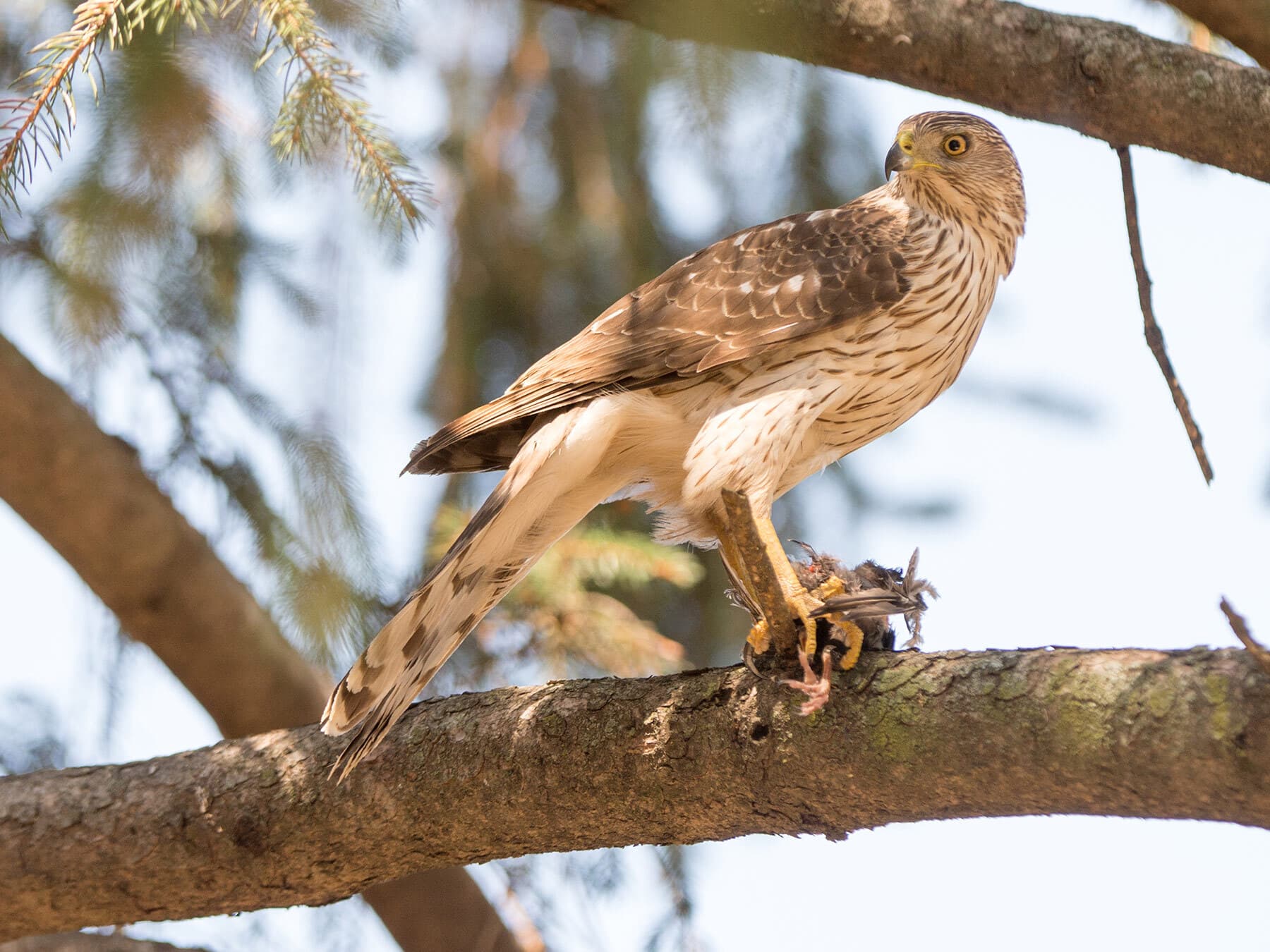Coopers hawk feeding