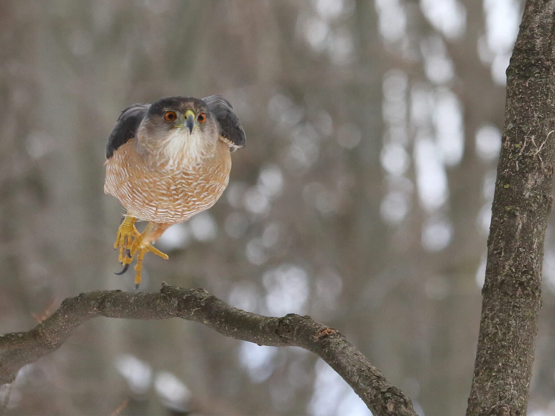 Coopers hawk hunting