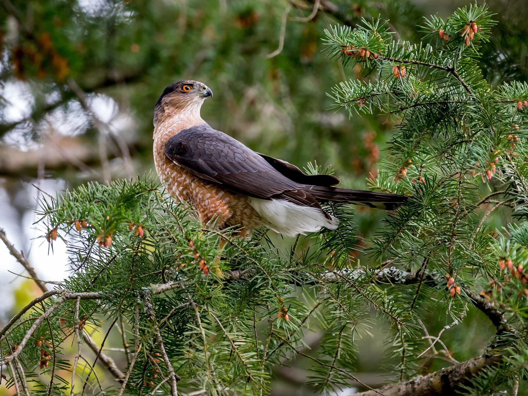 Coopers hawk hunting