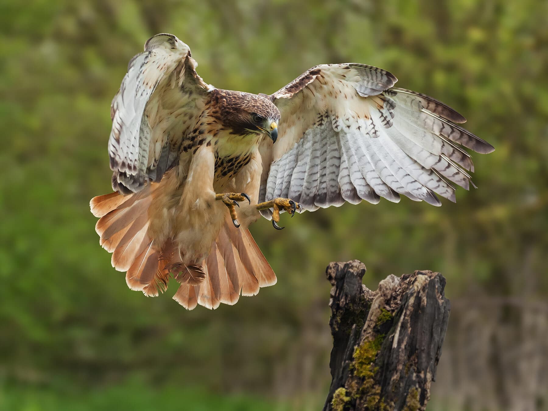 Cooper’s Hawk or Red-tailed Hawk: What Are The Differences?