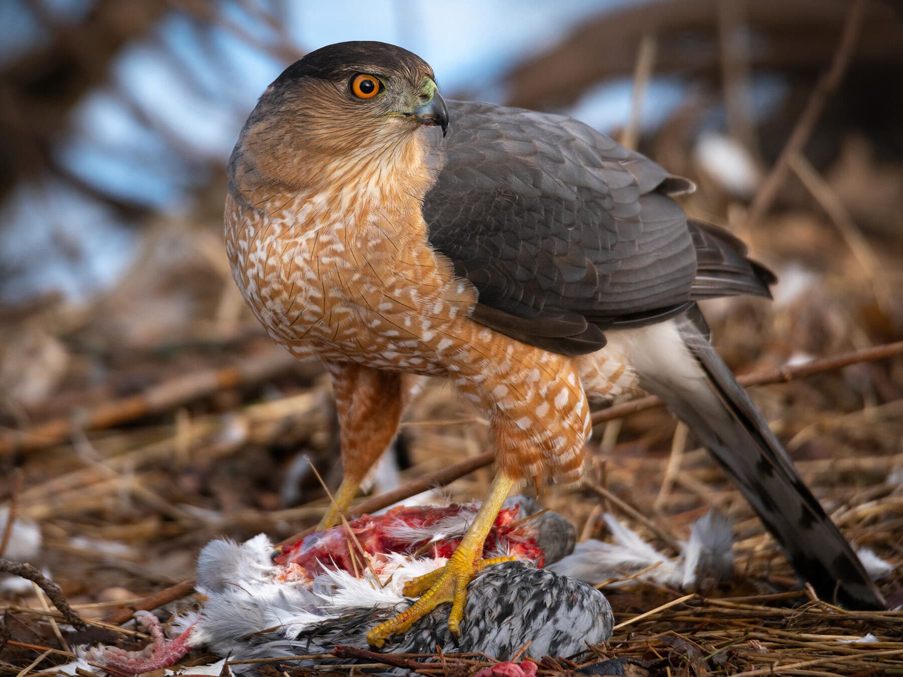 Coopers hawk with prey