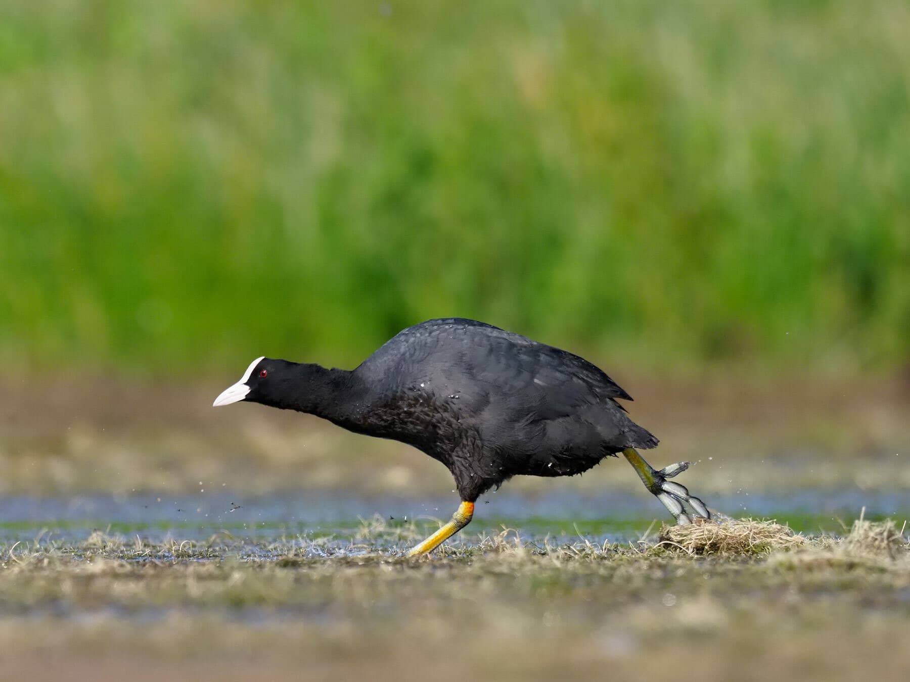 Eurasian Coot