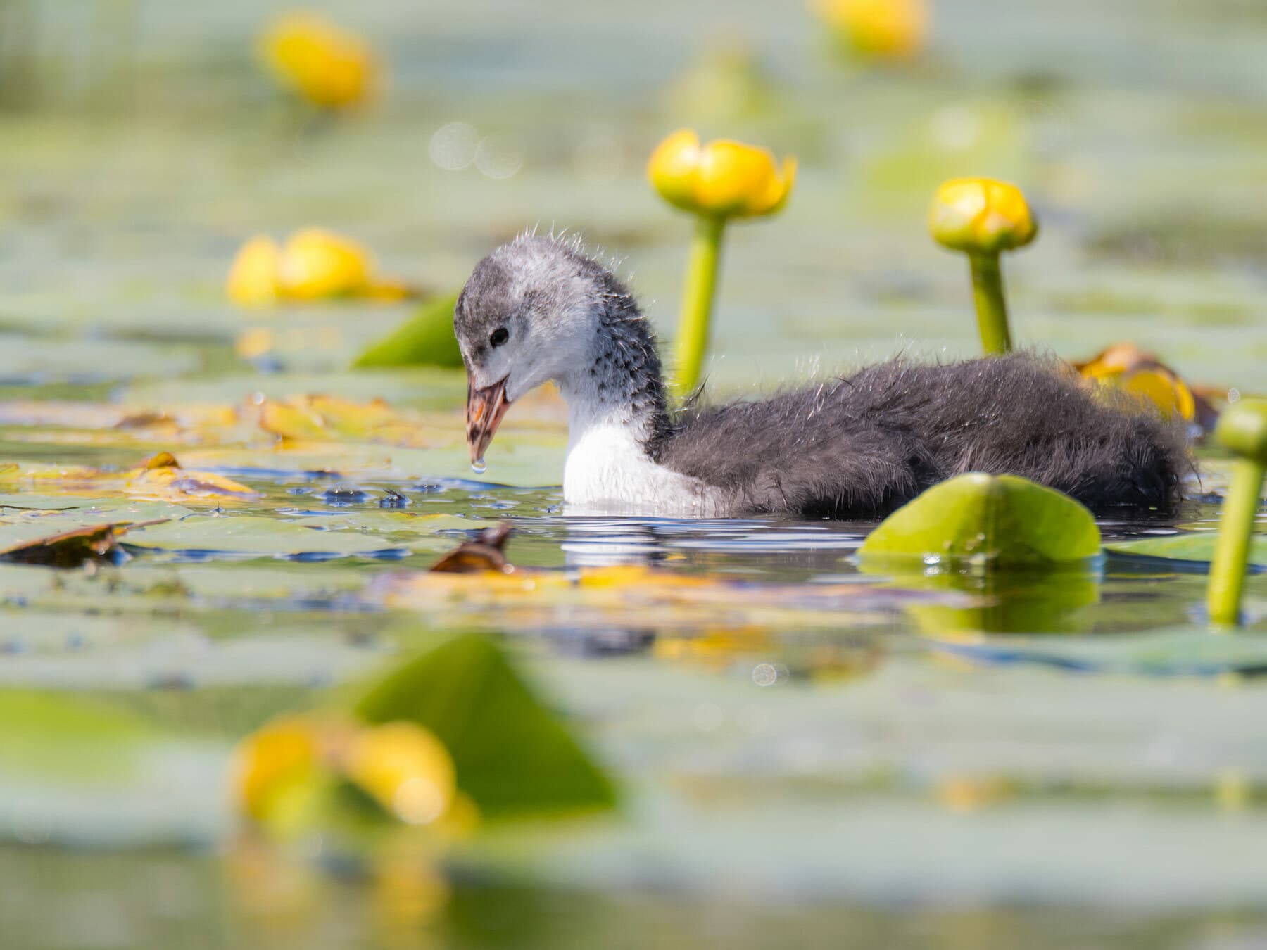 Juvenile Eurasian Coot