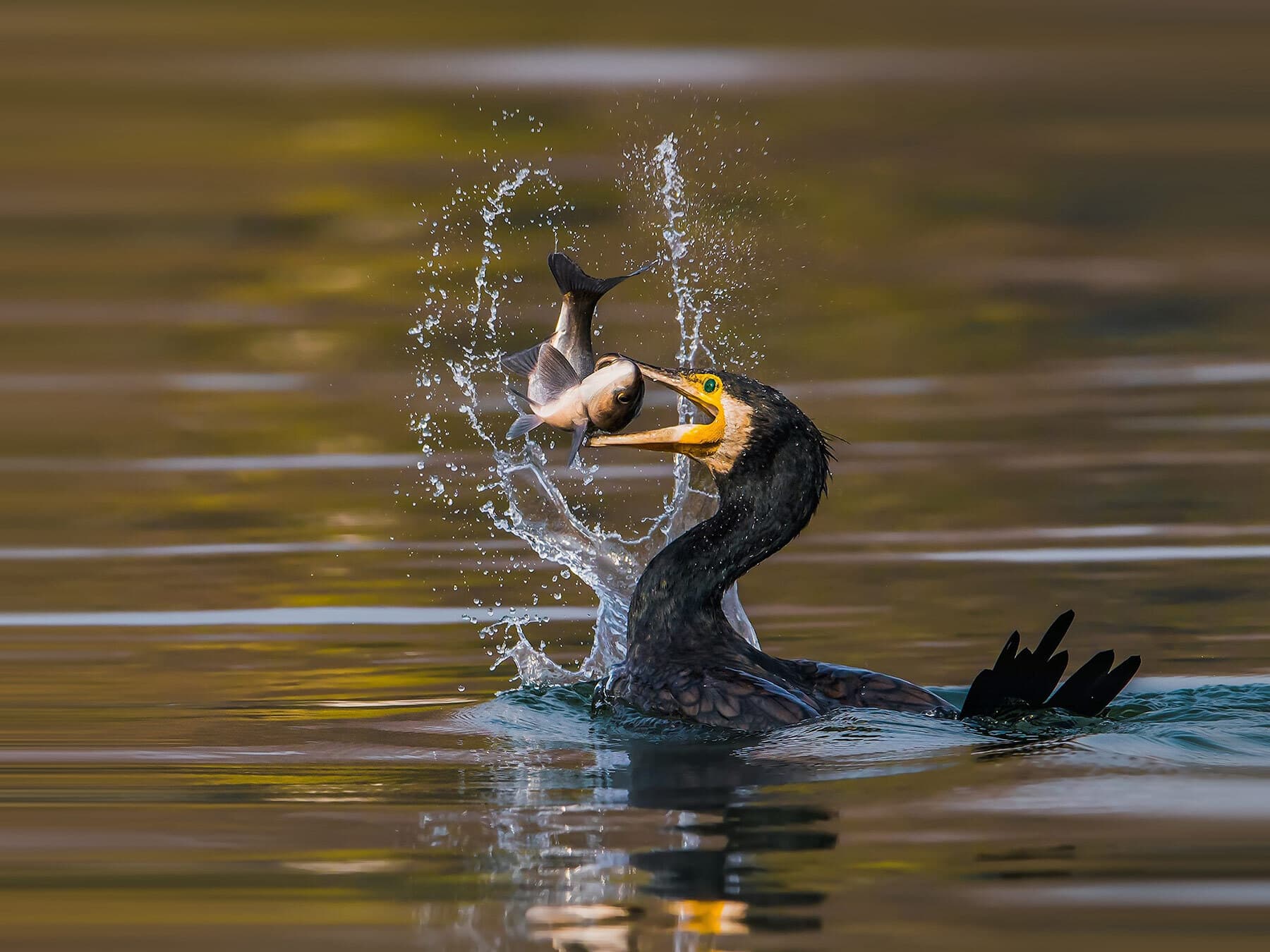 Cormorant catching fish