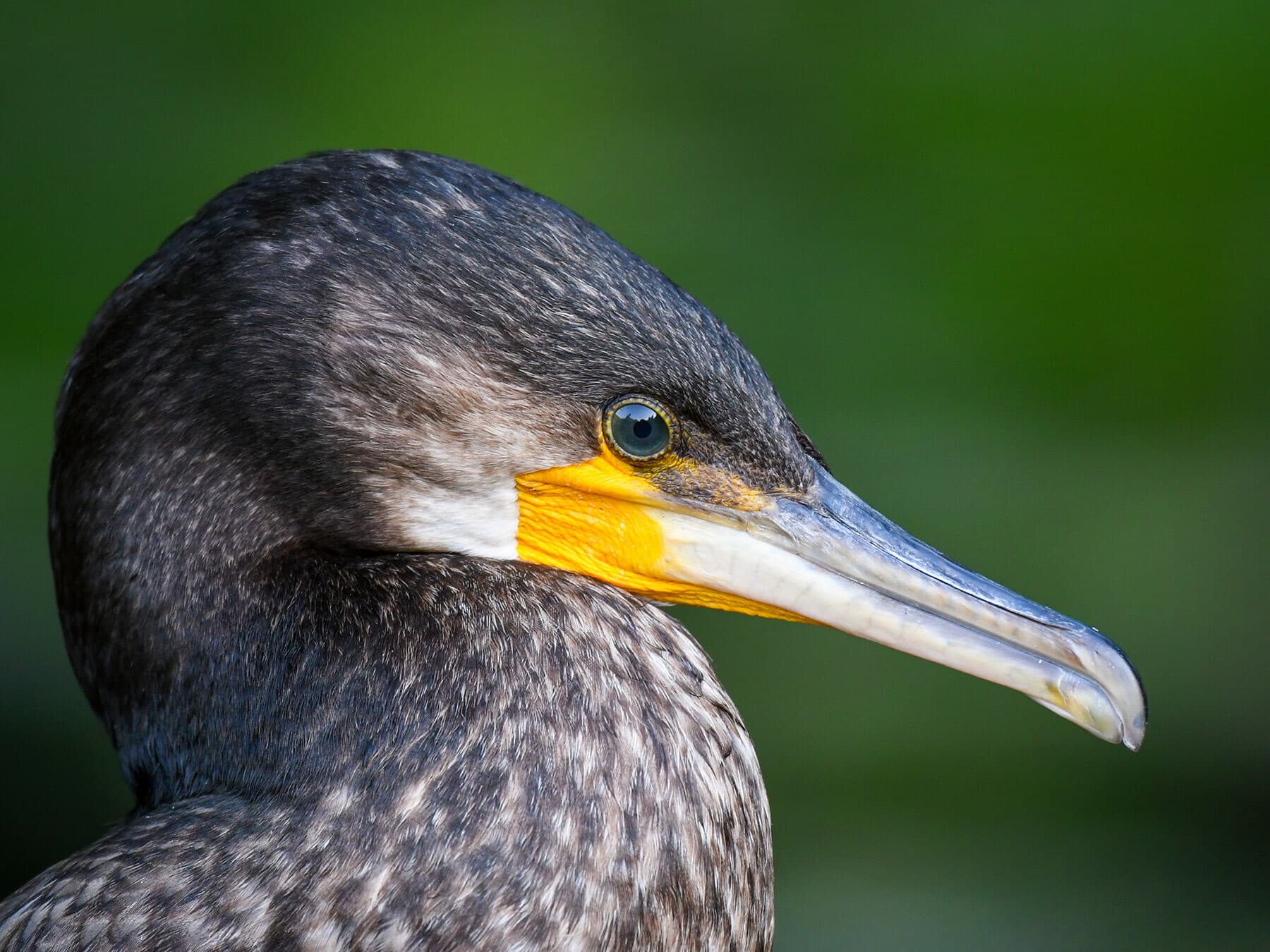 Cormorant close